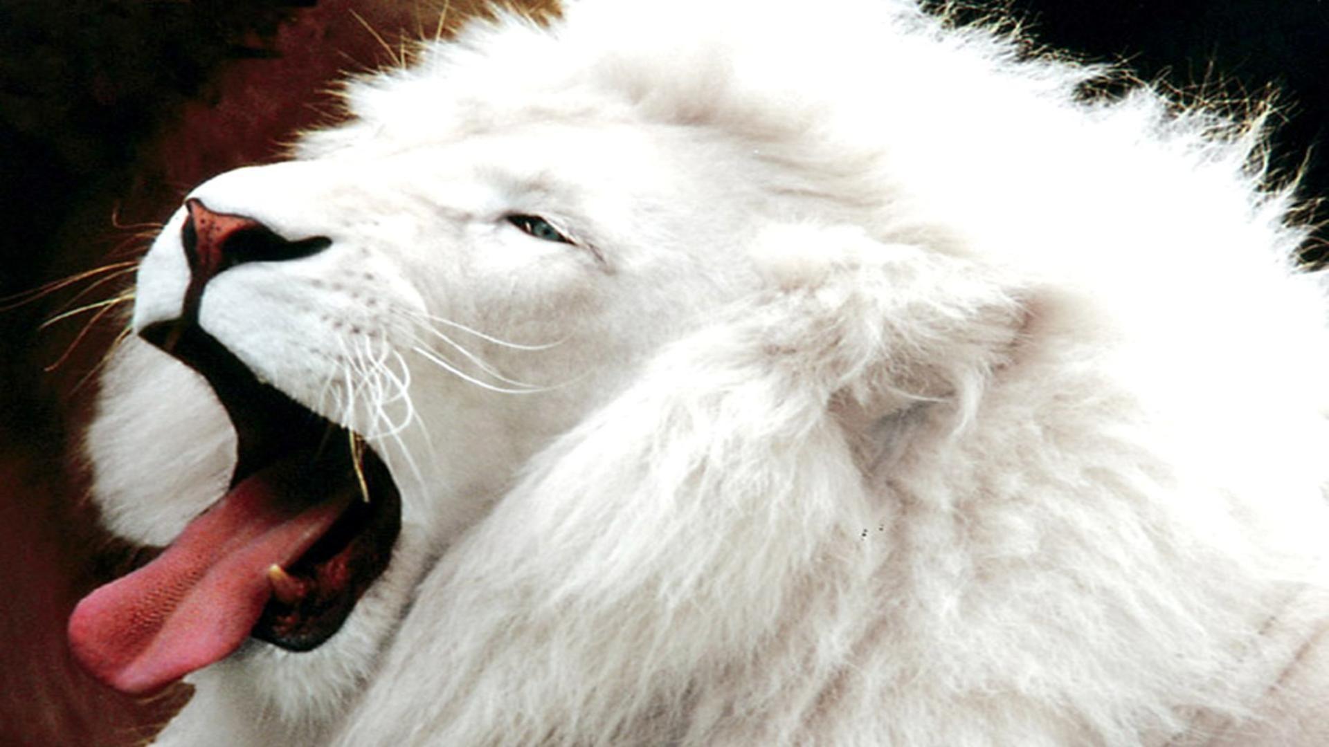 White Lion Face Wallpapers