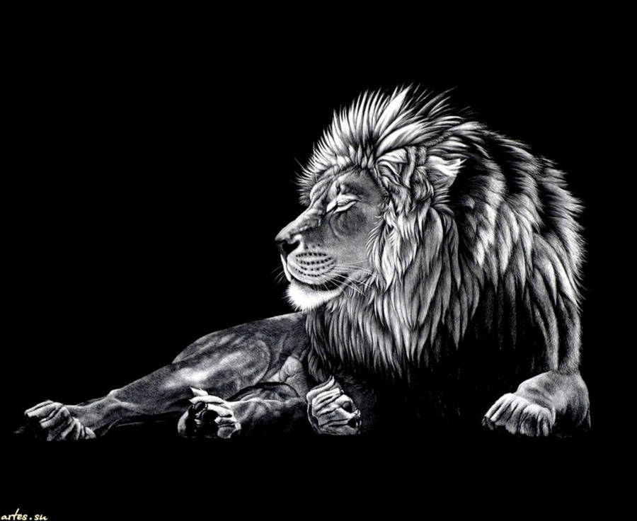 White Lion Face Wallpapers