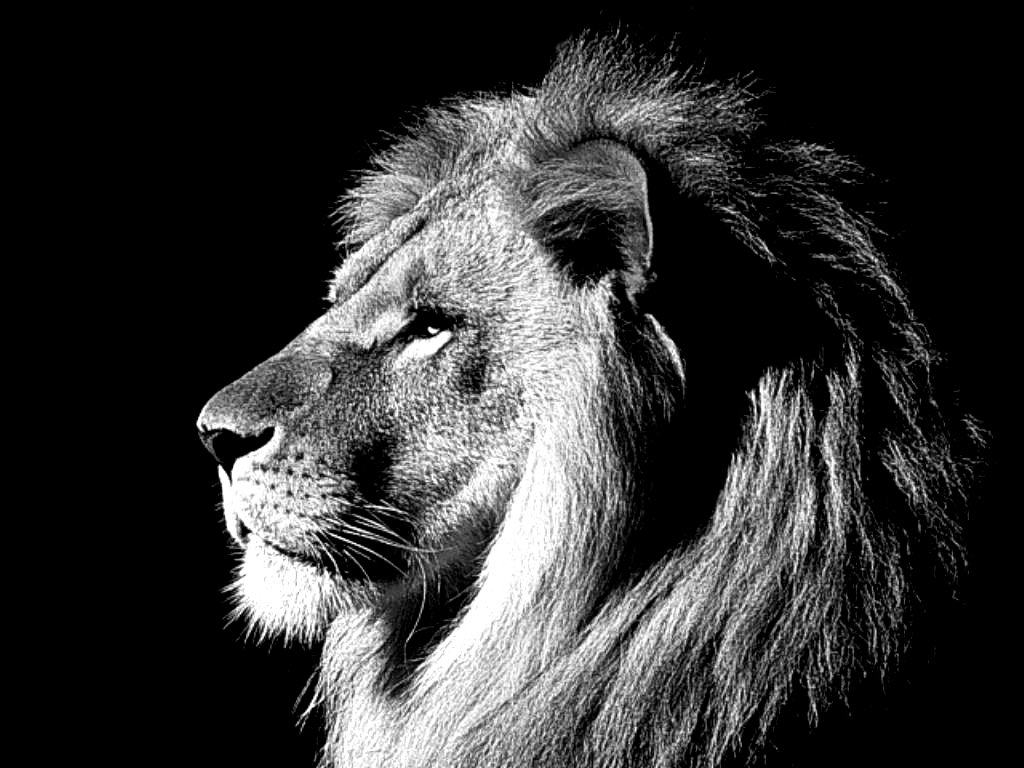 White Lion Face Wallpapers