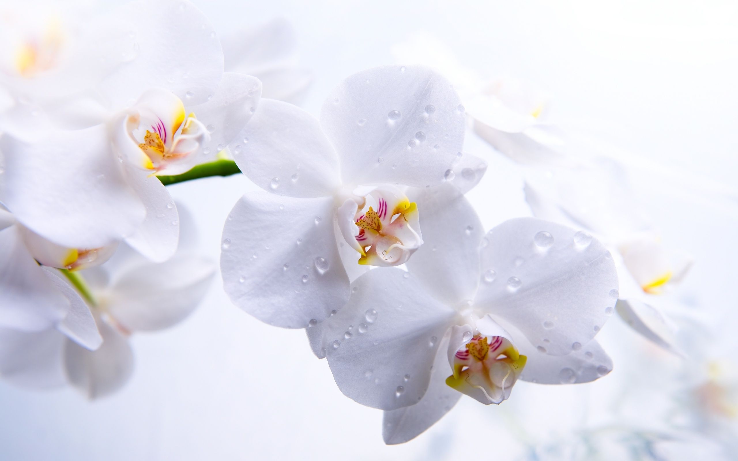 White Orchid Wallpapers