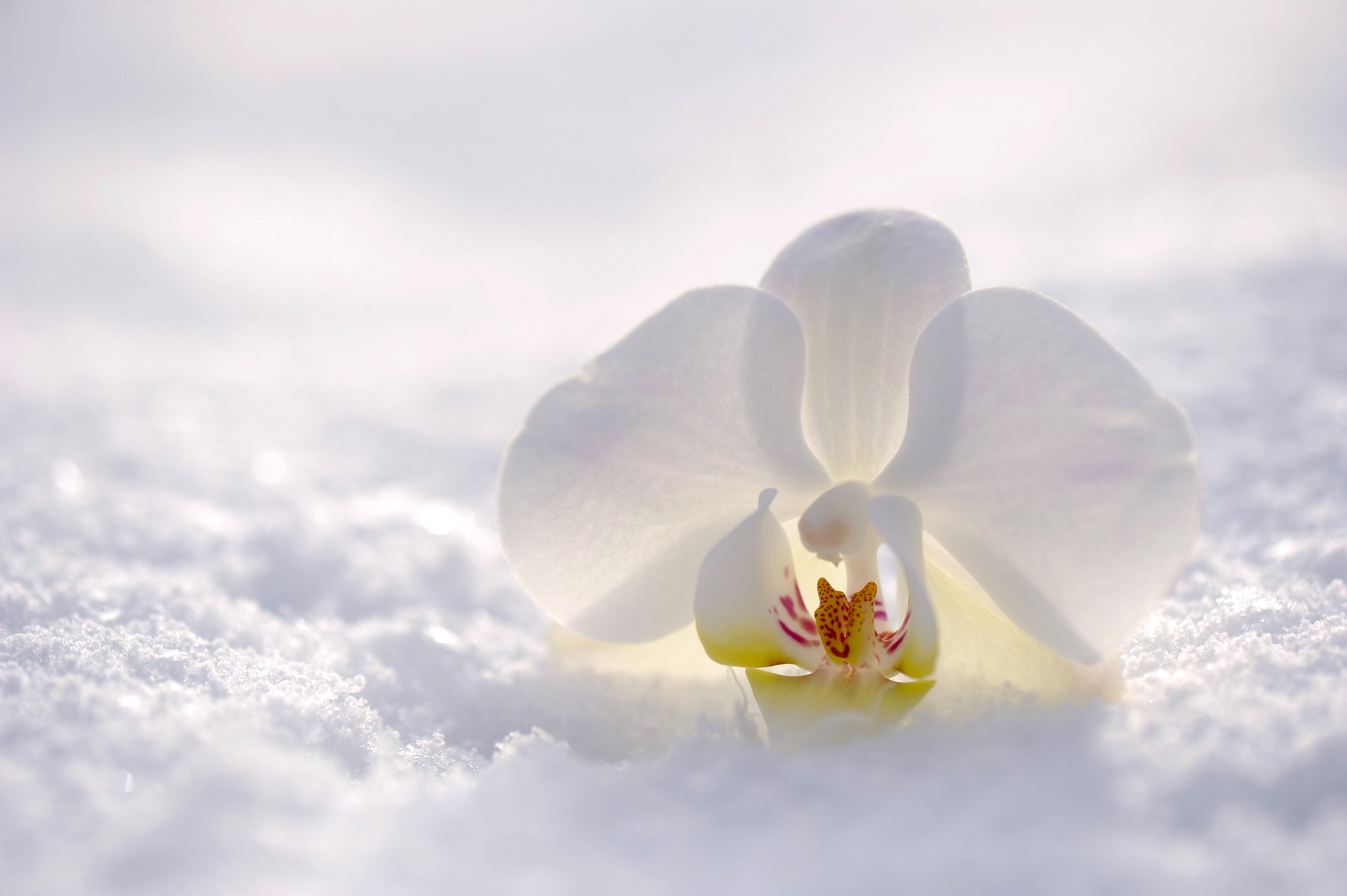 White Orchid Wallpapers