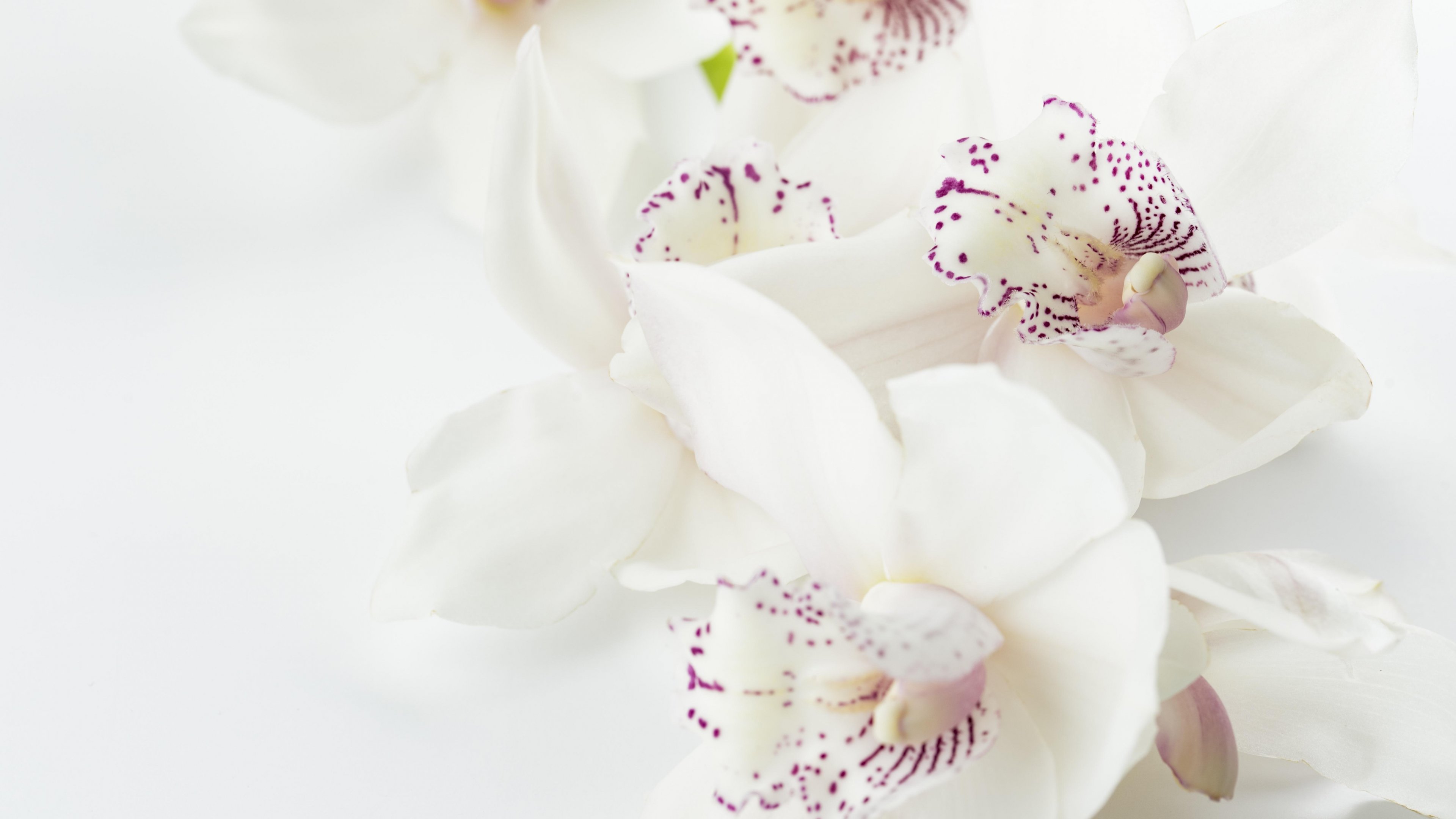 White Orchid Wallpapers