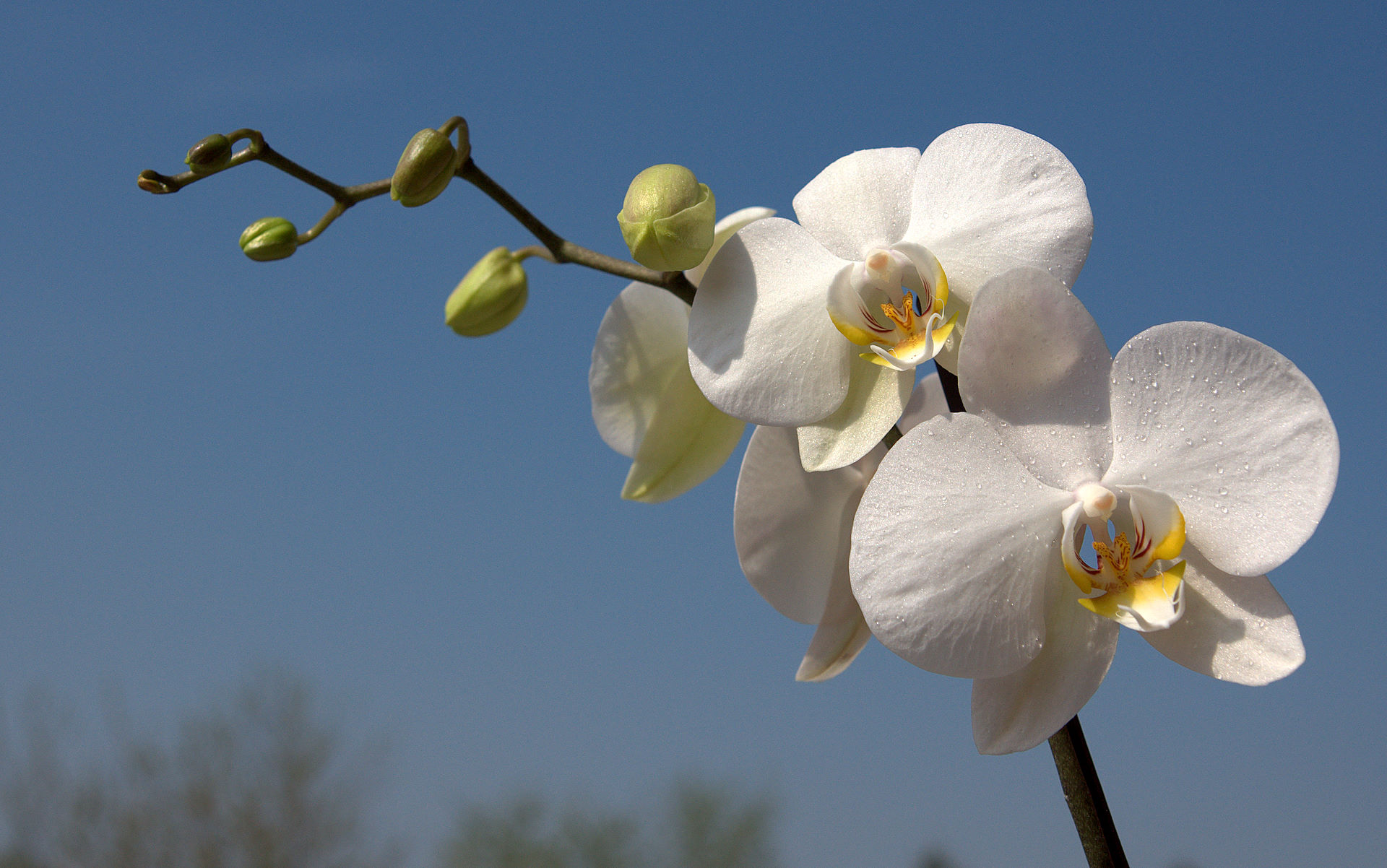 White Orchid Wallpapers