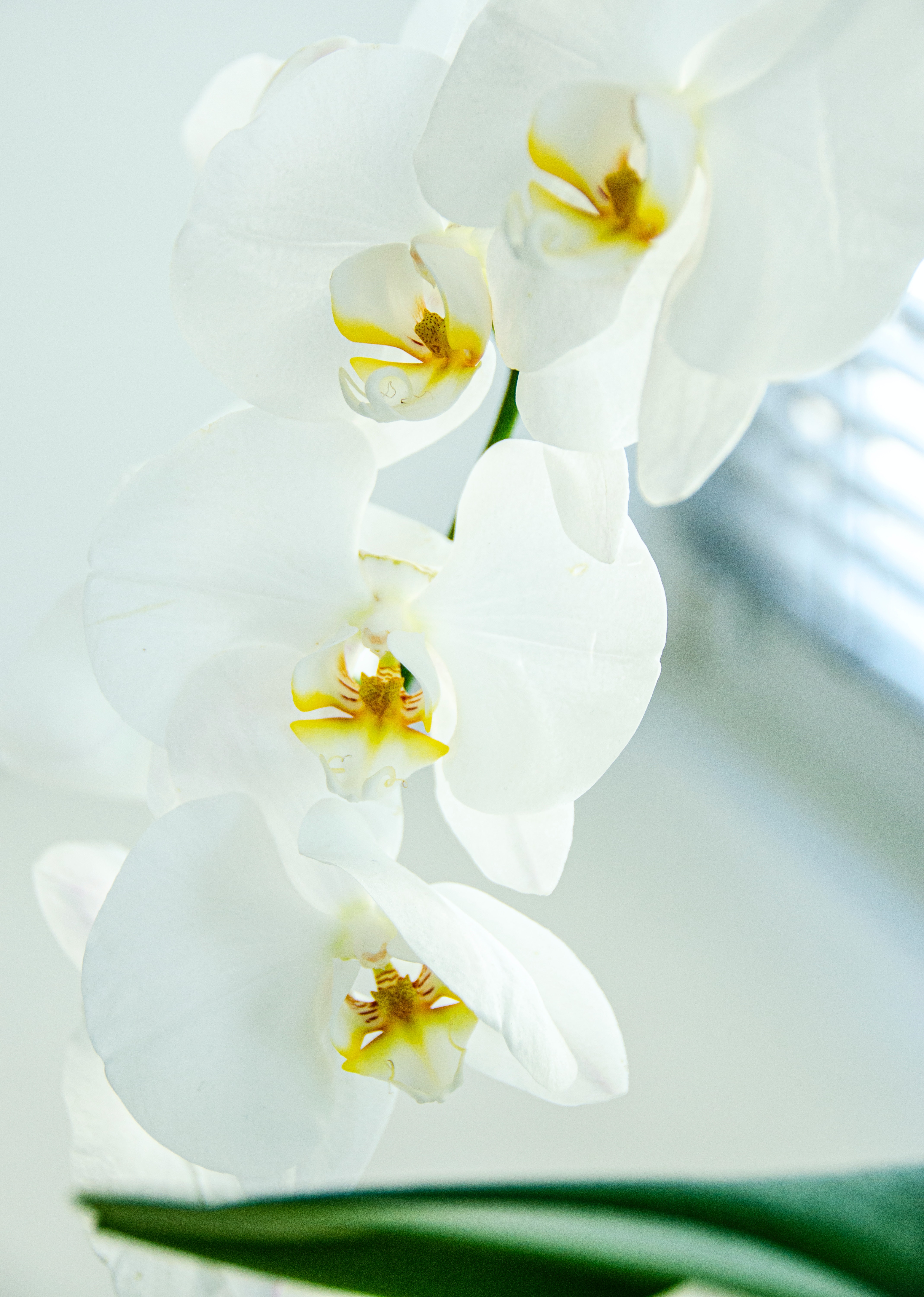 White Orchid Wallpapers