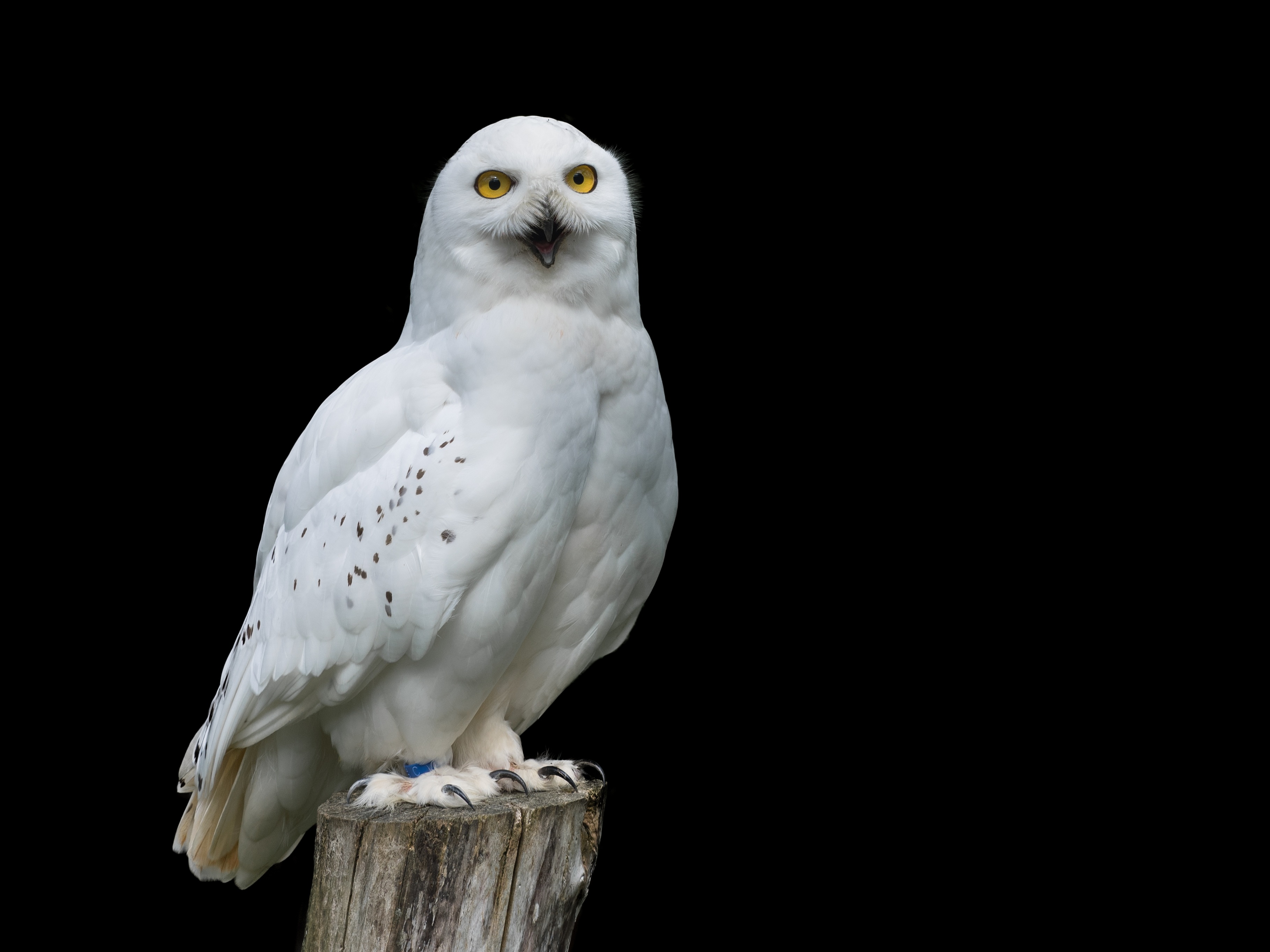 White Owl Wallpapers