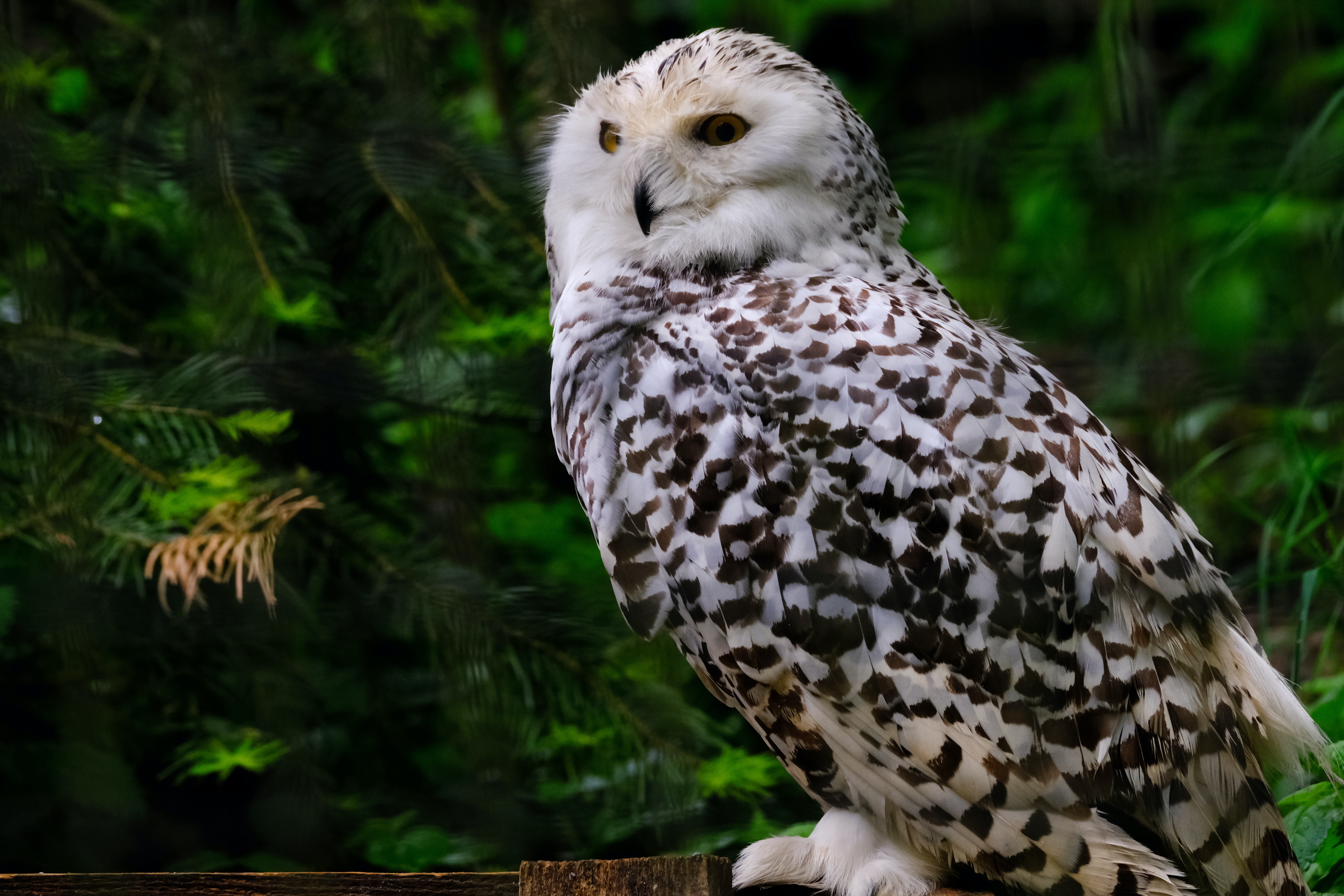 White Owl Wallpapers