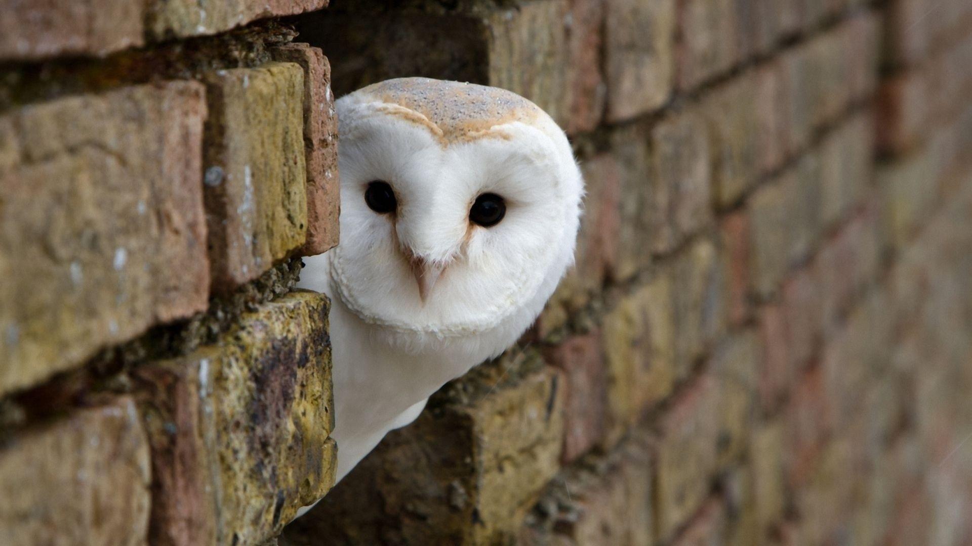 White Owl Wallpapers