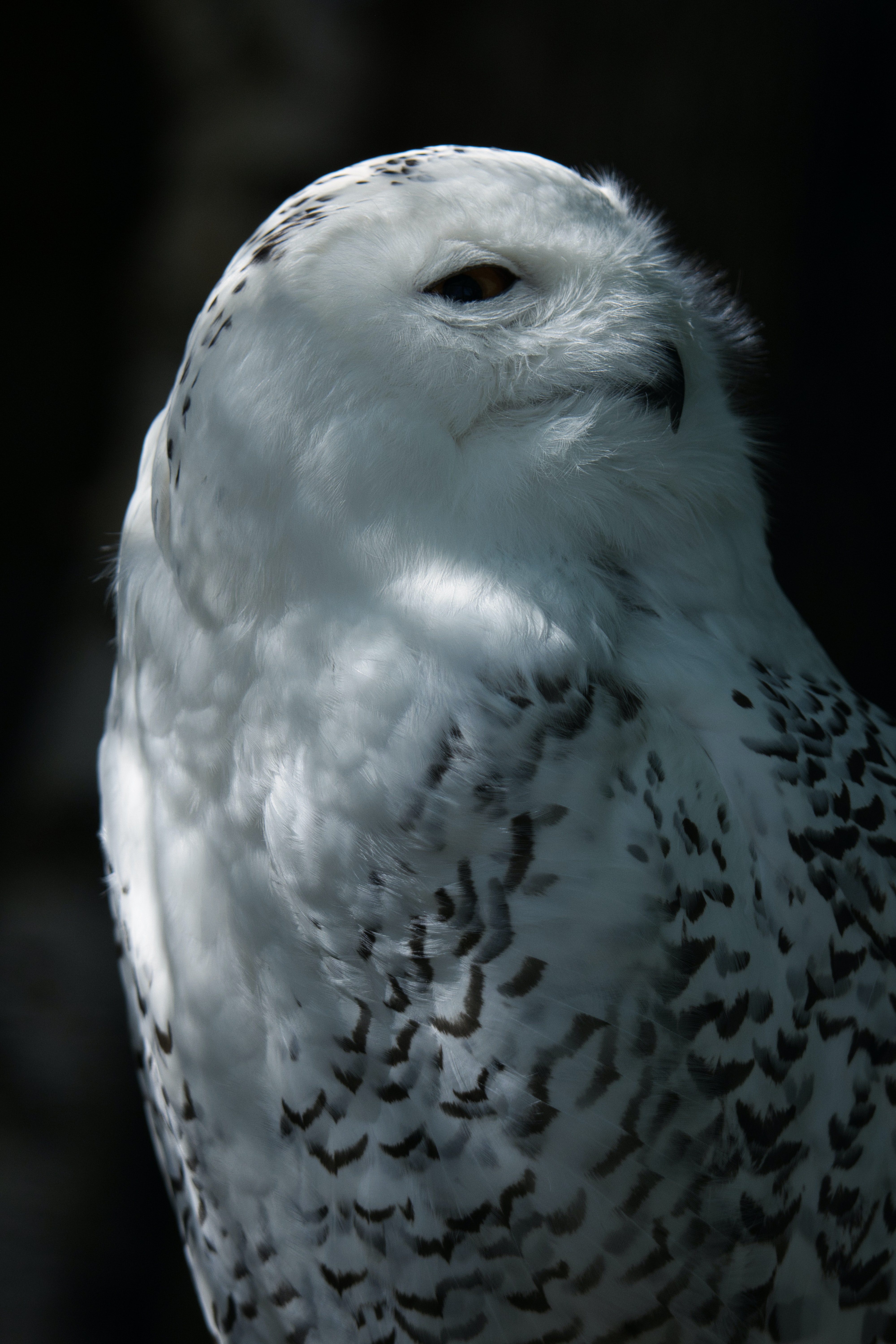 White Owl Wallpapers