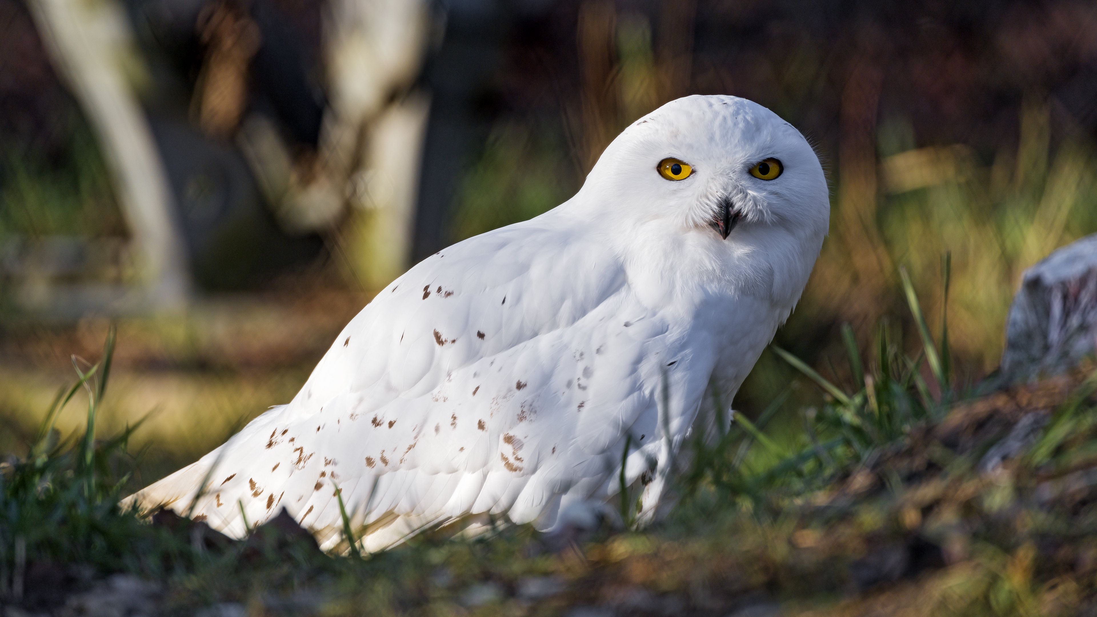 White Owl Wallpapers