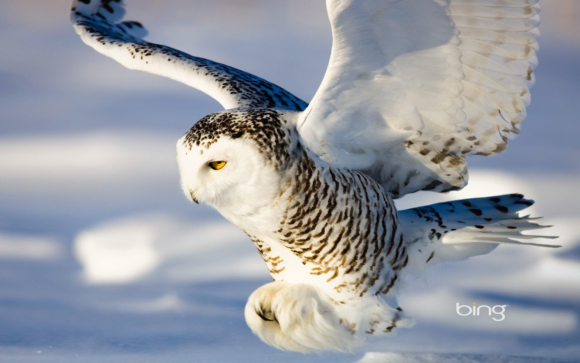 White Owl Wallpapers