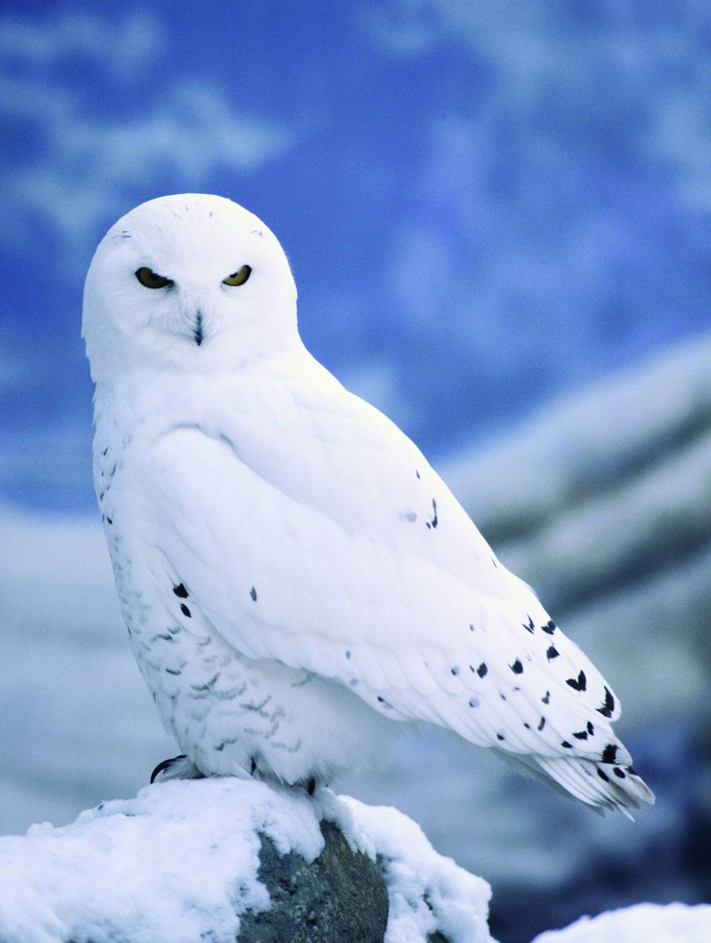 White Owl Wallpapers