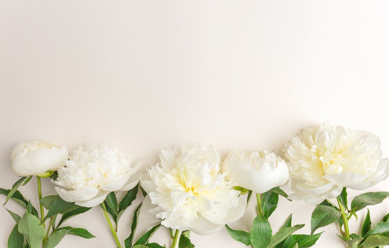 White Peonies Wallpapers