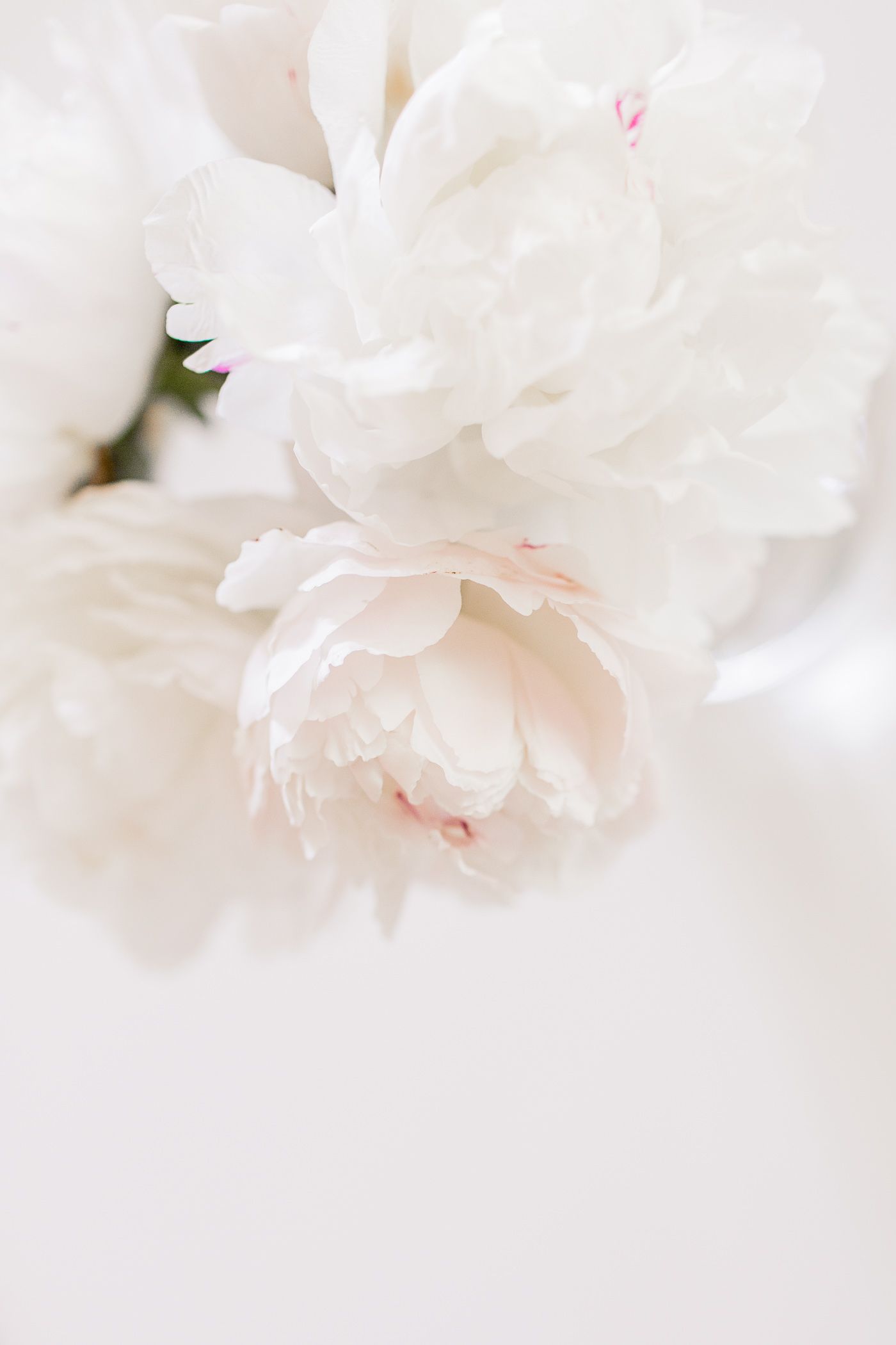 White Peonies Wallpapers