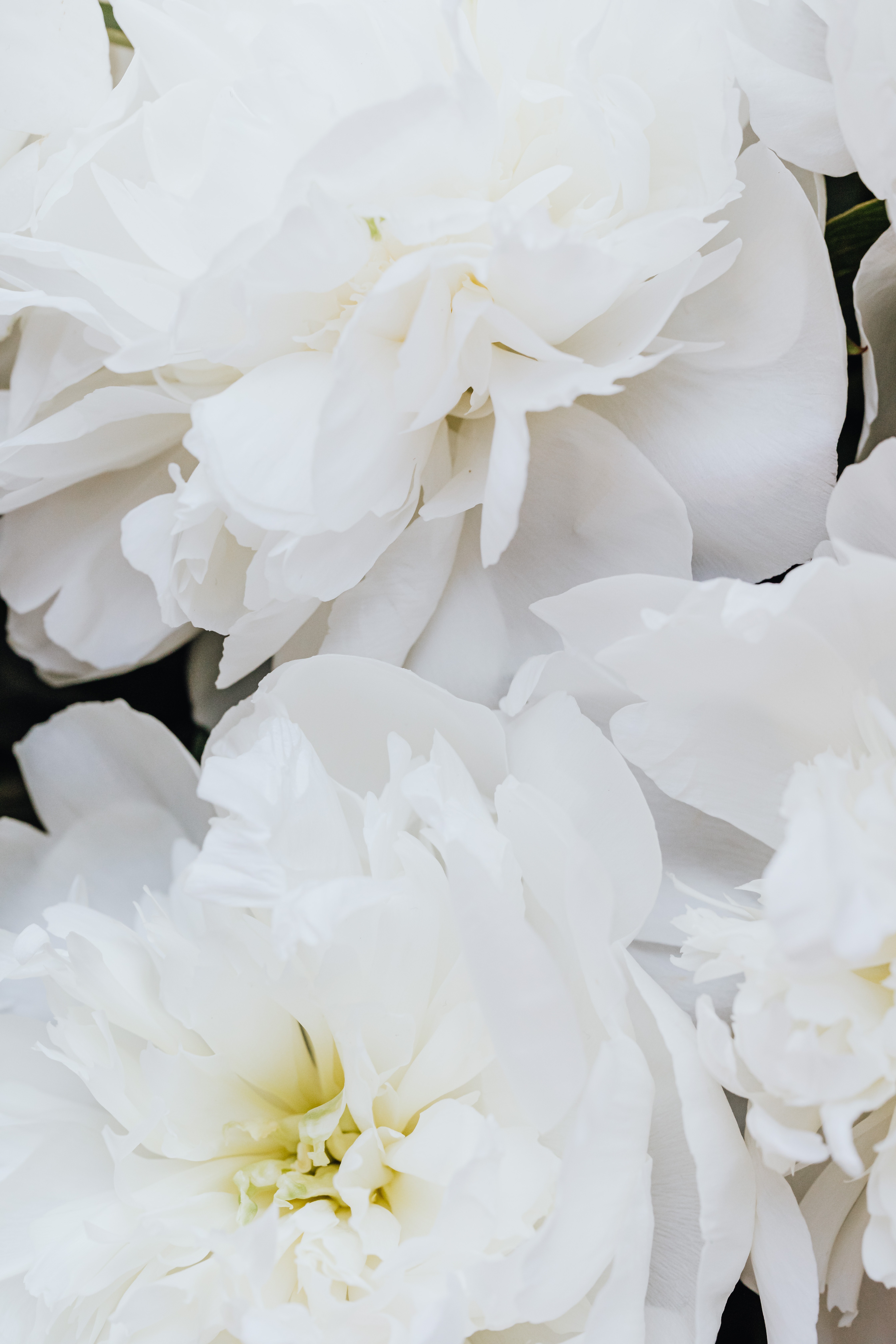 White Peonies Wallpapers