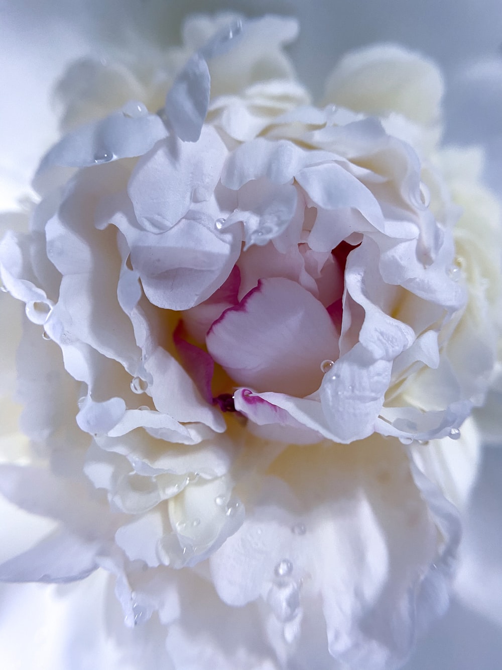 White Peonies Wallpapers