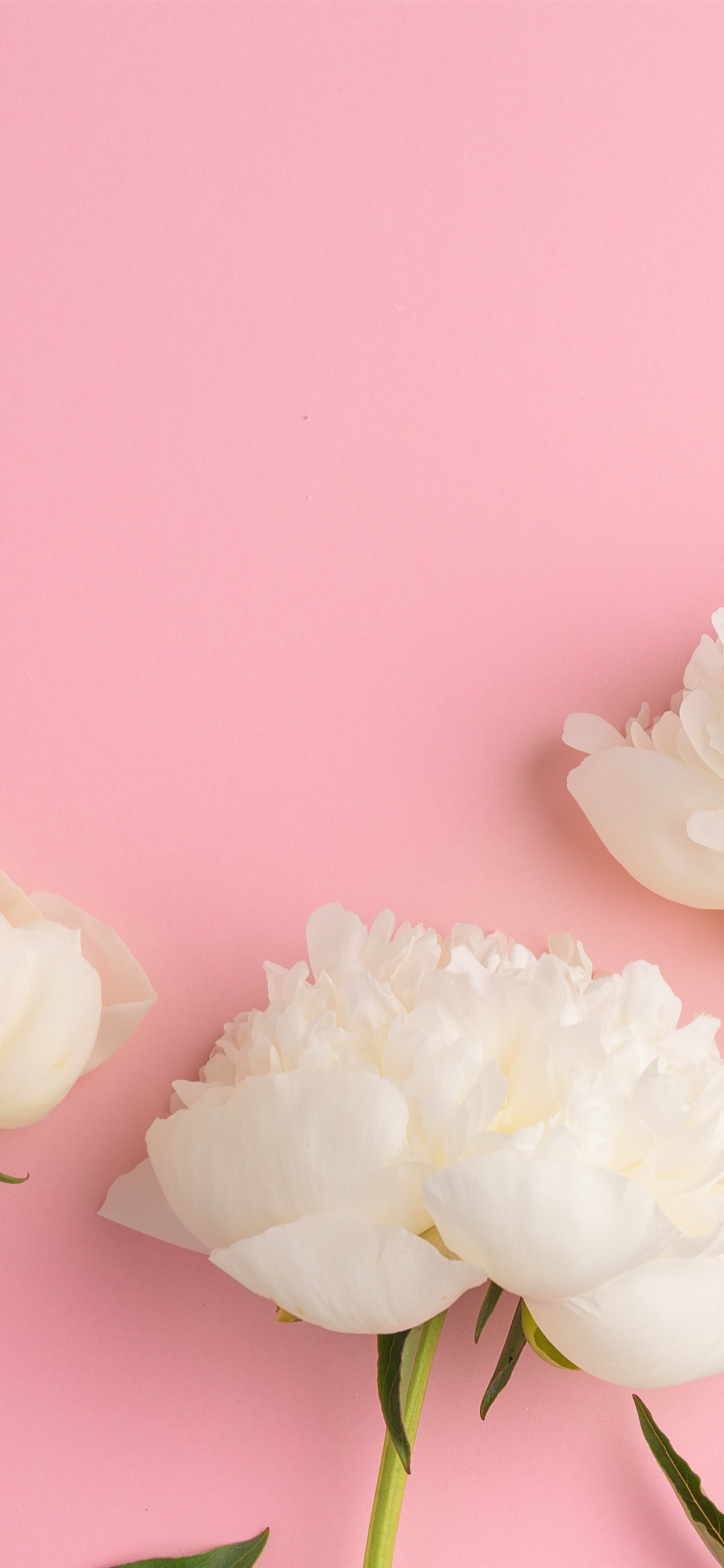 White Peonies Wallpapers