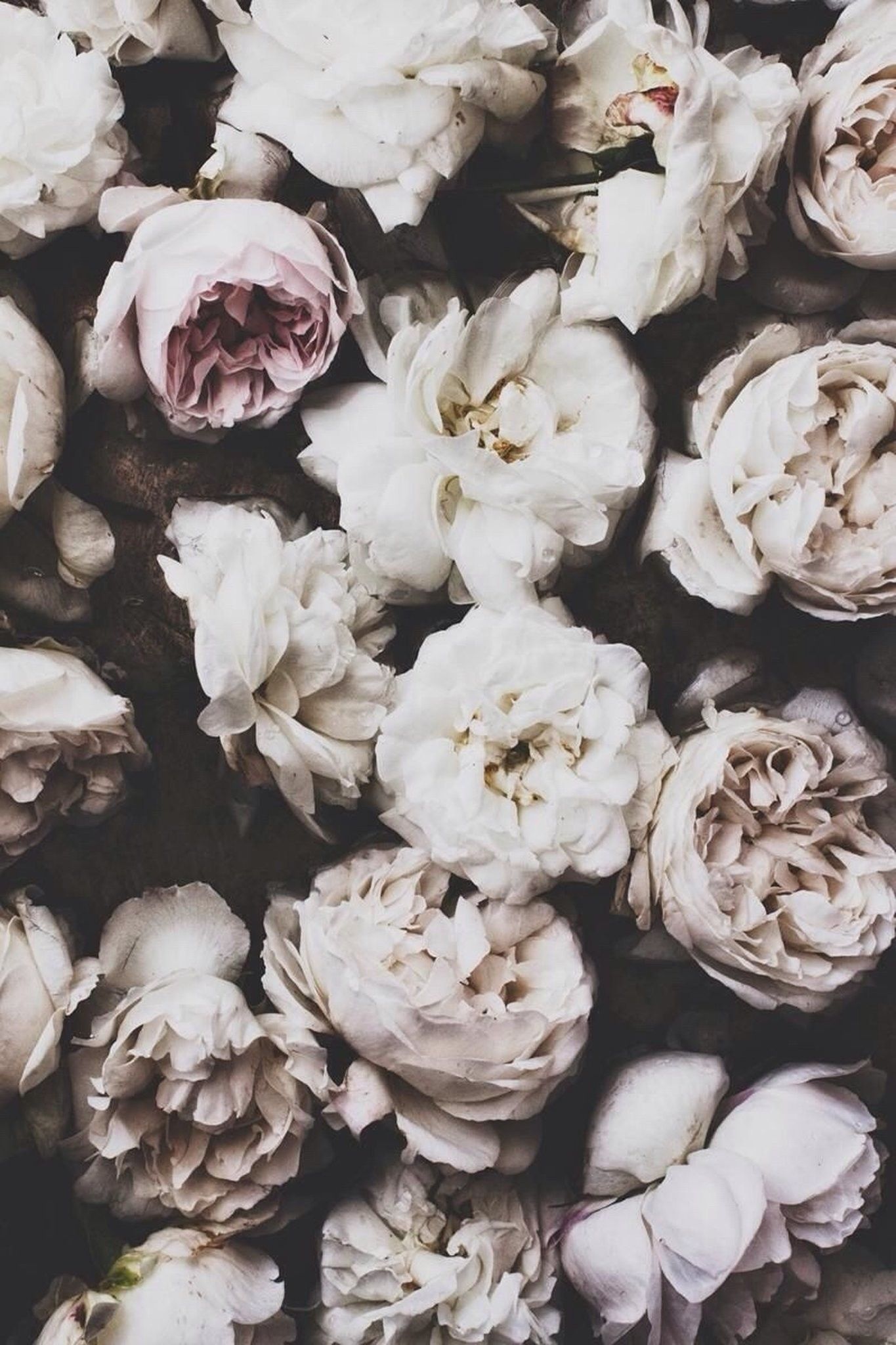 White Peonies Wallpapers