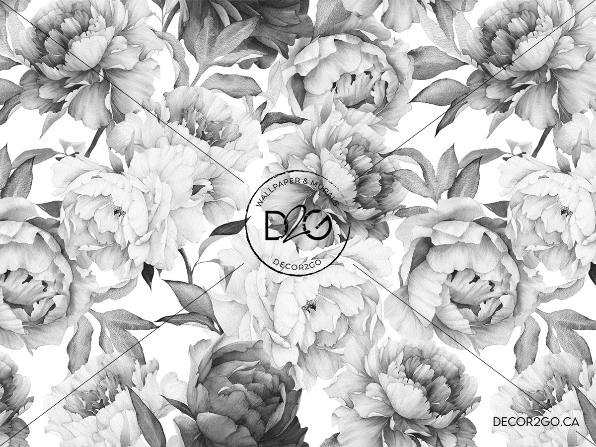 White Peonies Wallpapers