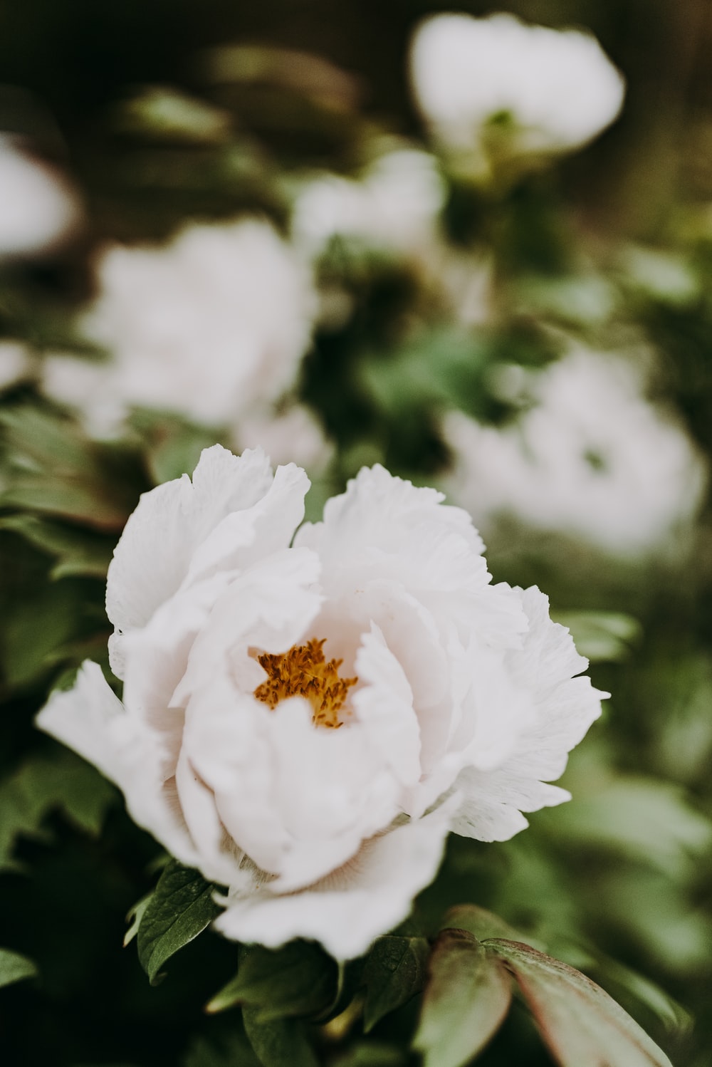 White Peonies Wallpapers