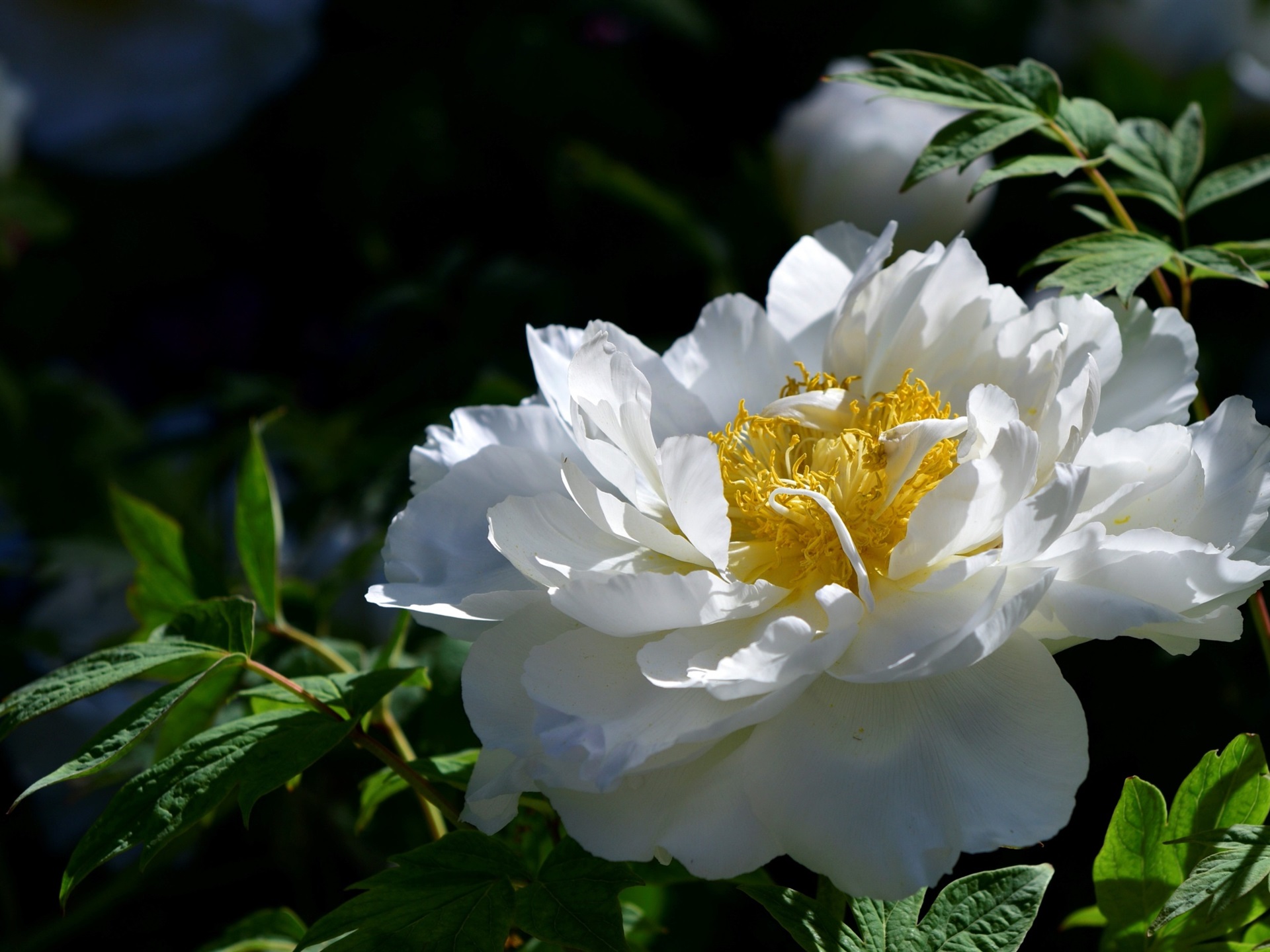 White Peonies Wallpapers