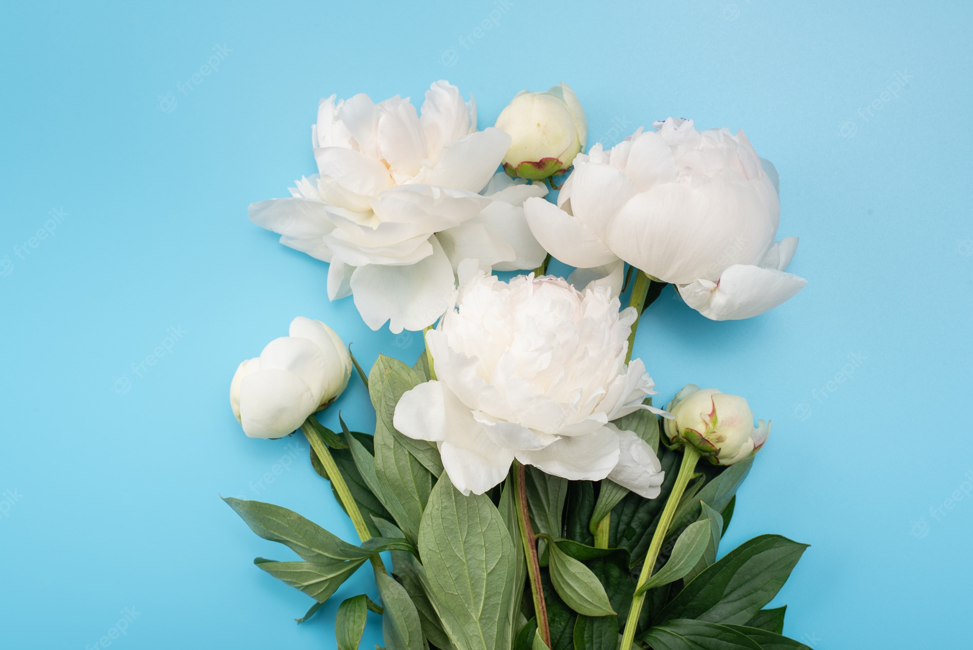 White Peonies Wallpapers