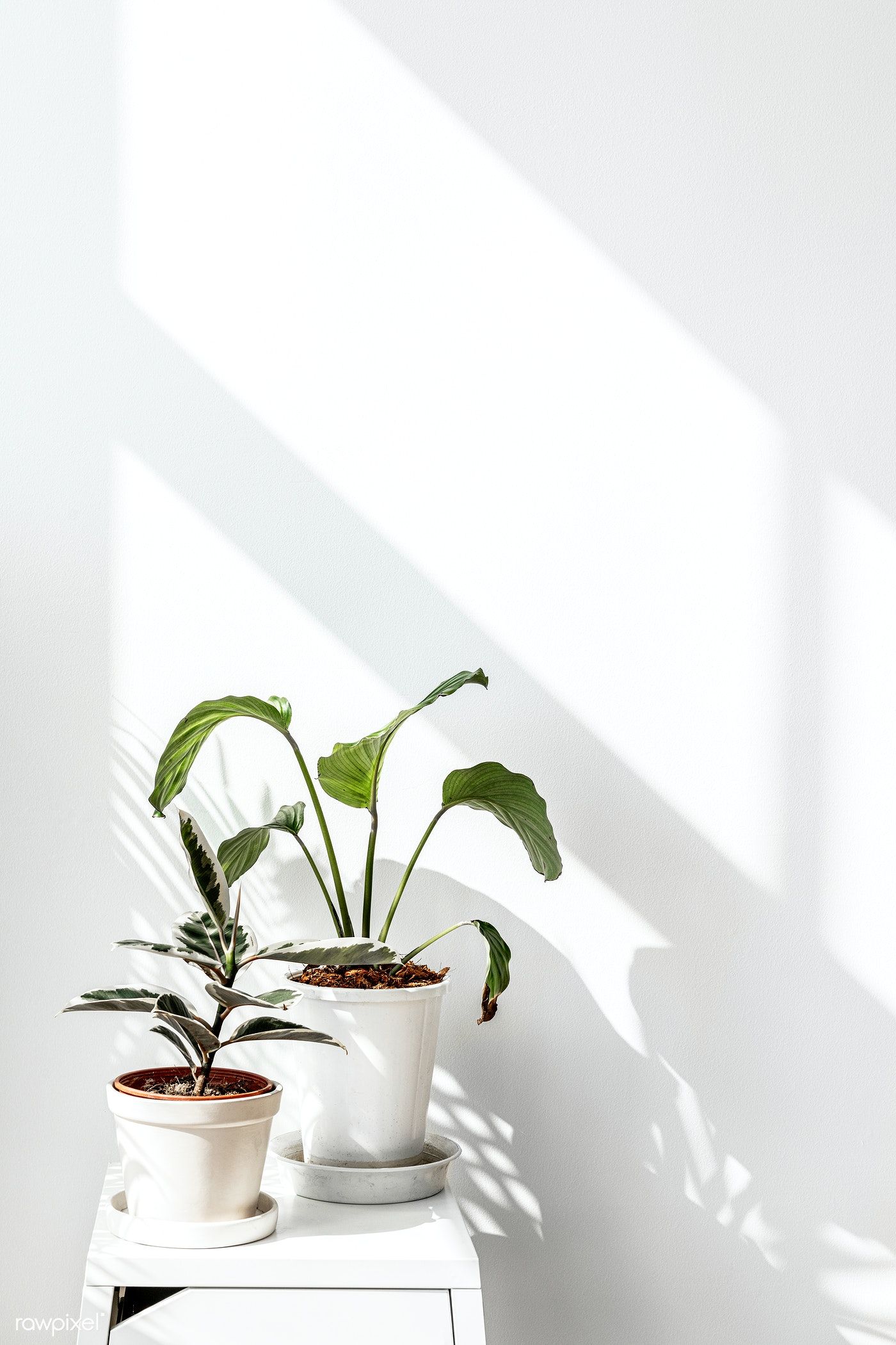 White Plant Aesthetic Wallpapers