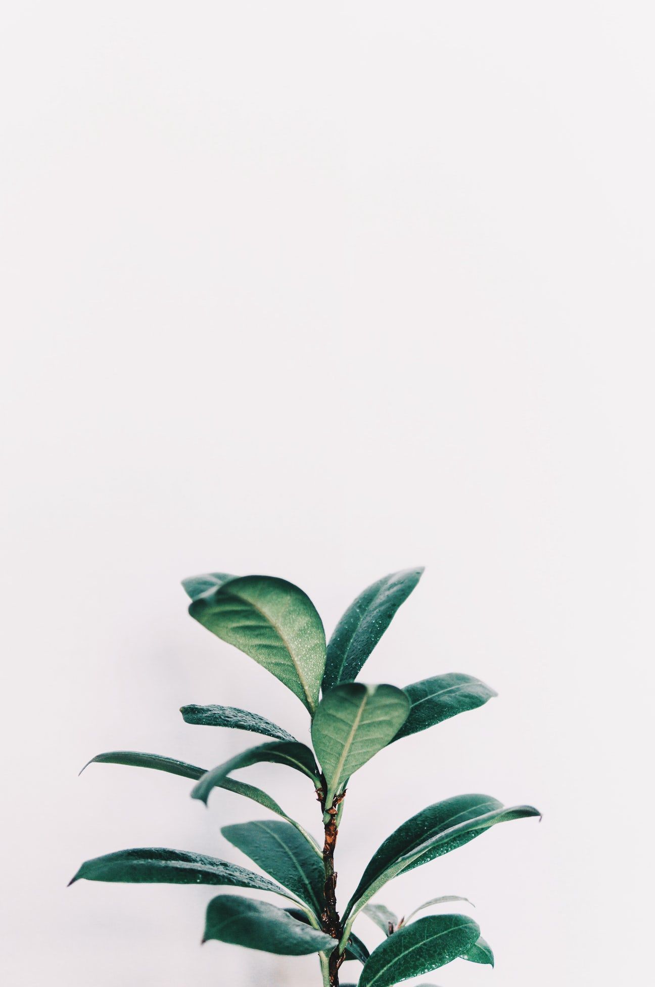 White Plant Aesthetic Wallpapers
