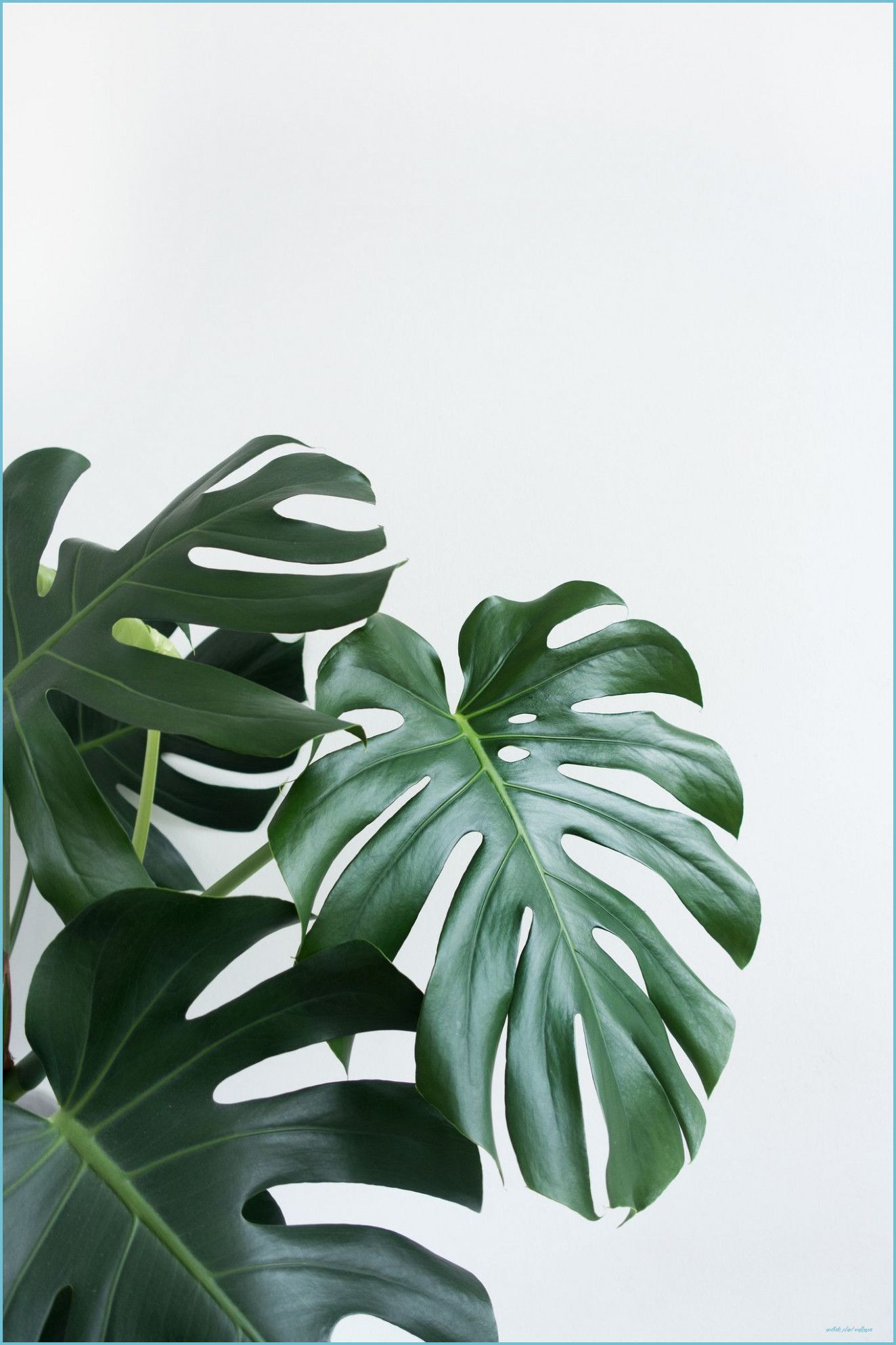 White Plant Aesthetic Wallpapers