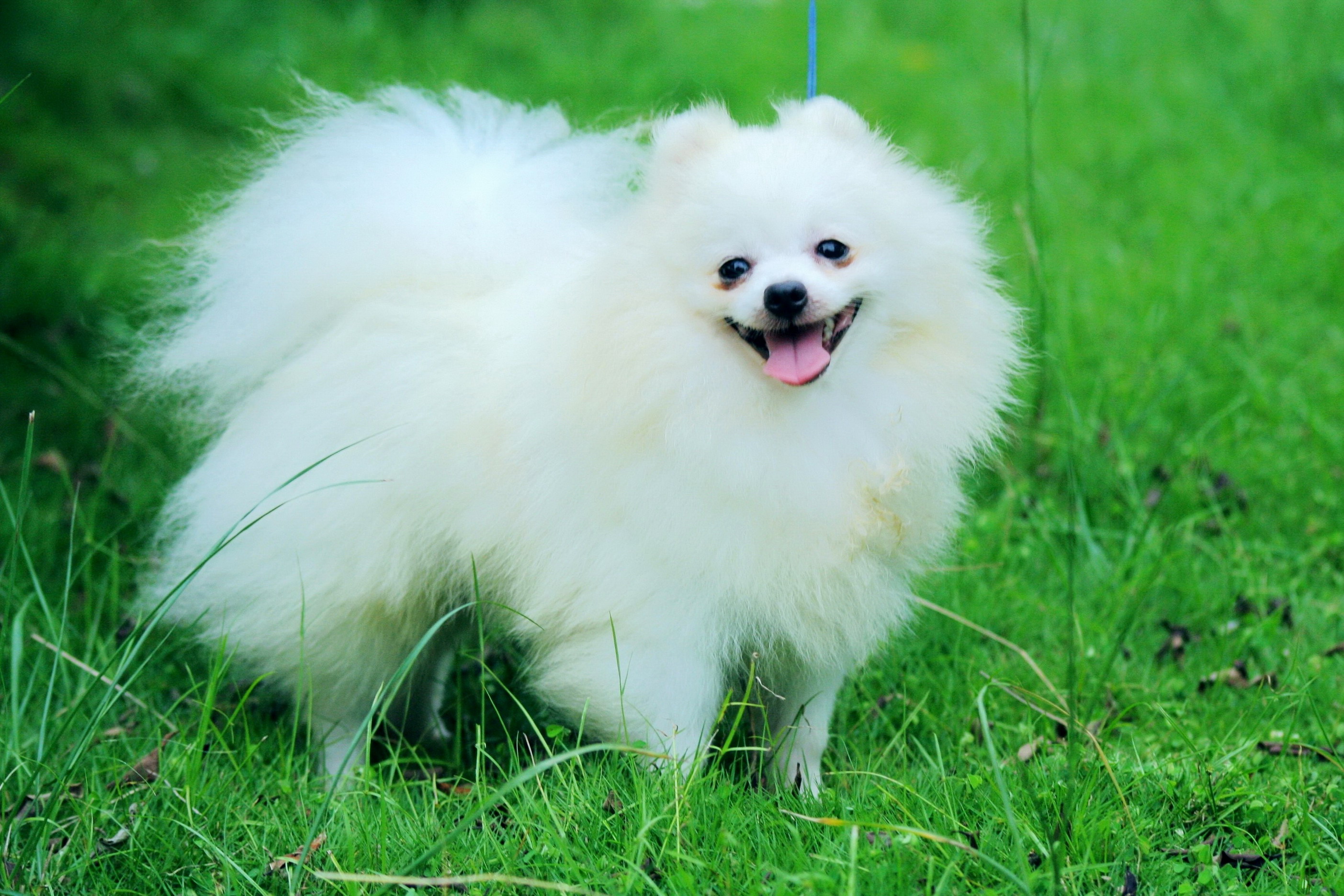 White Pomeranian Wallpapers