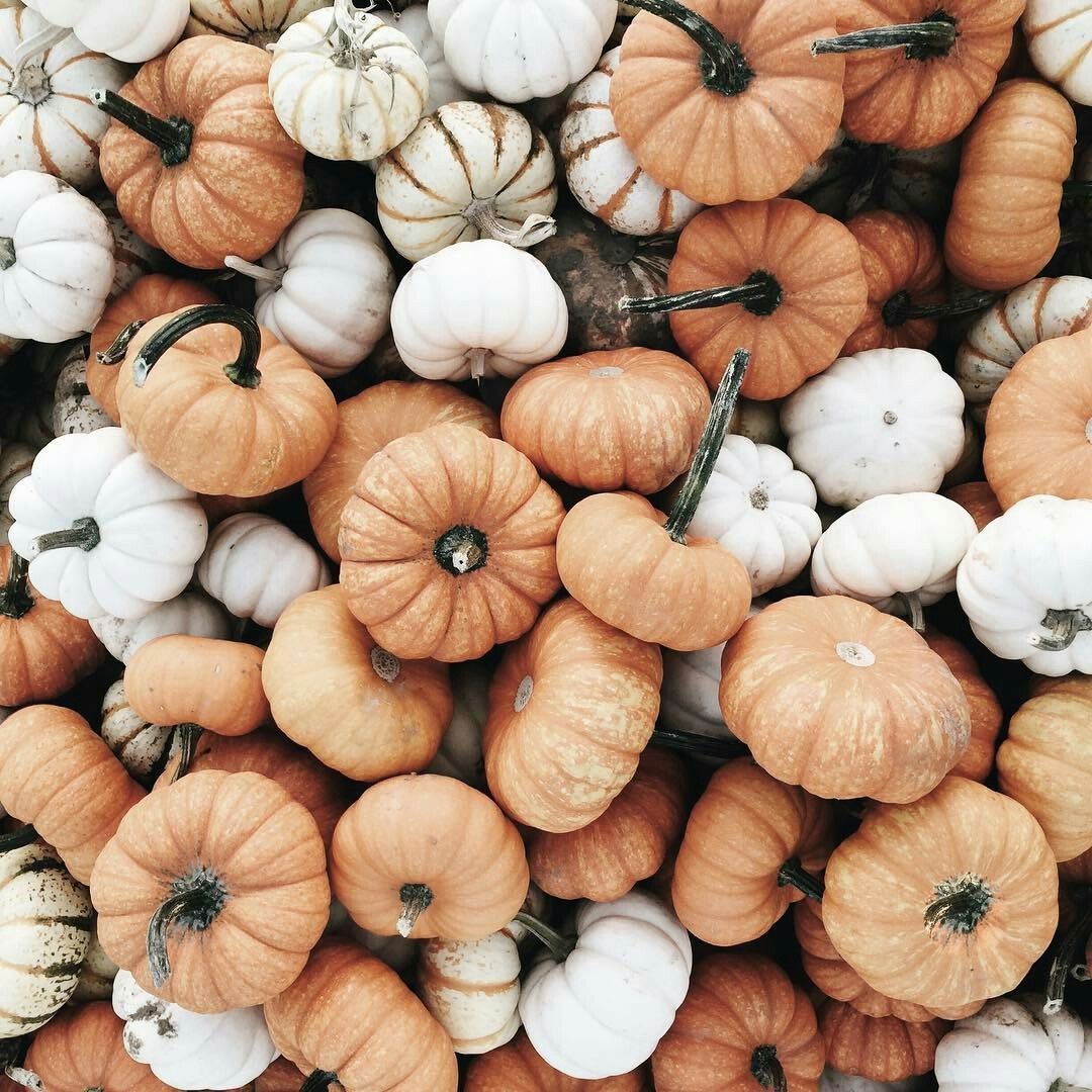 White Pumpkin Wallpapers