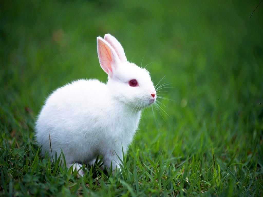 White Rabbit Wallpapers