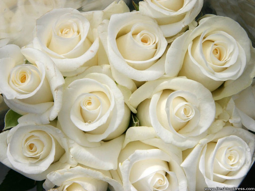 White Rose Wallpapers