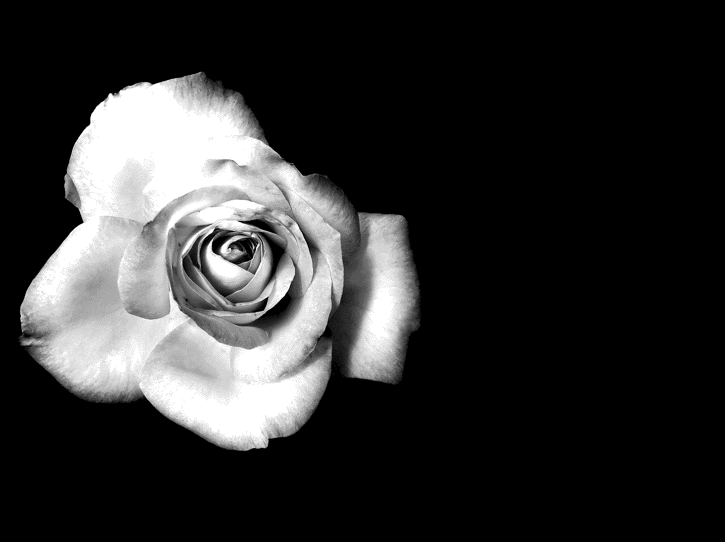 White Rose Wallpapers