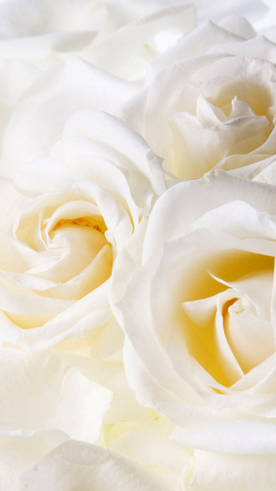 White Roses Aesthetic Wallpapers