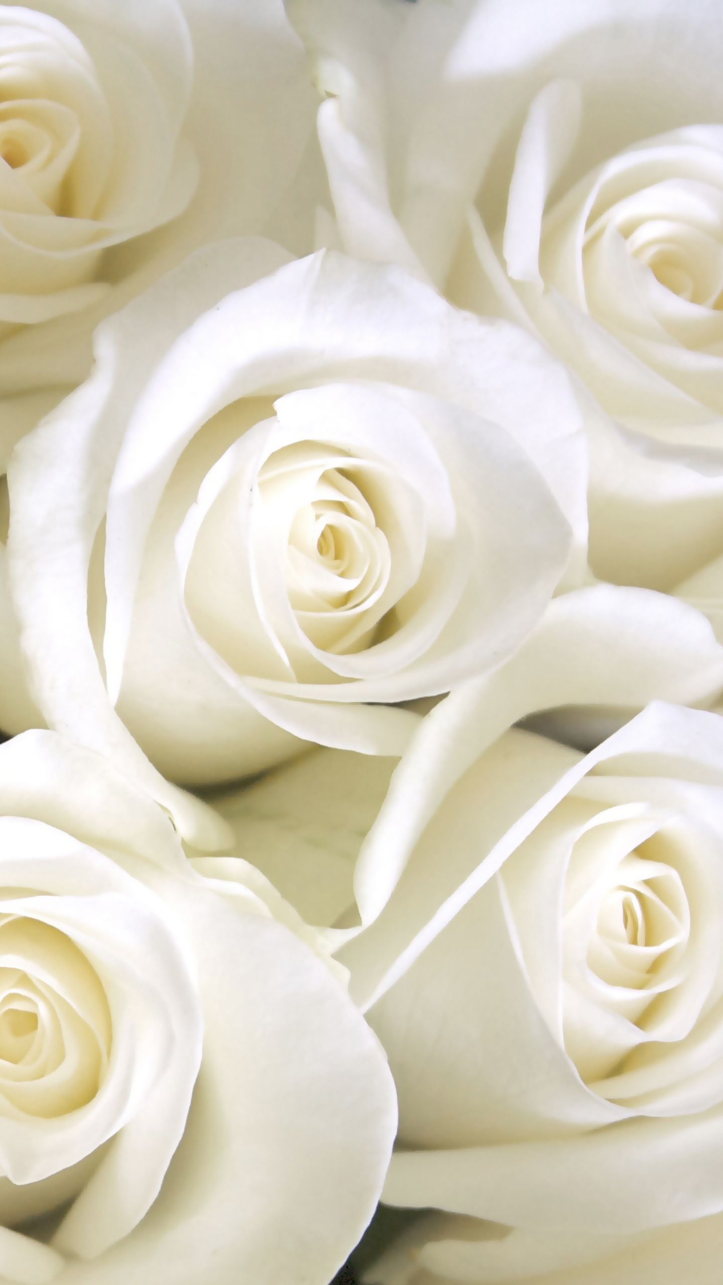 White Roses Screensaver Wallpapers