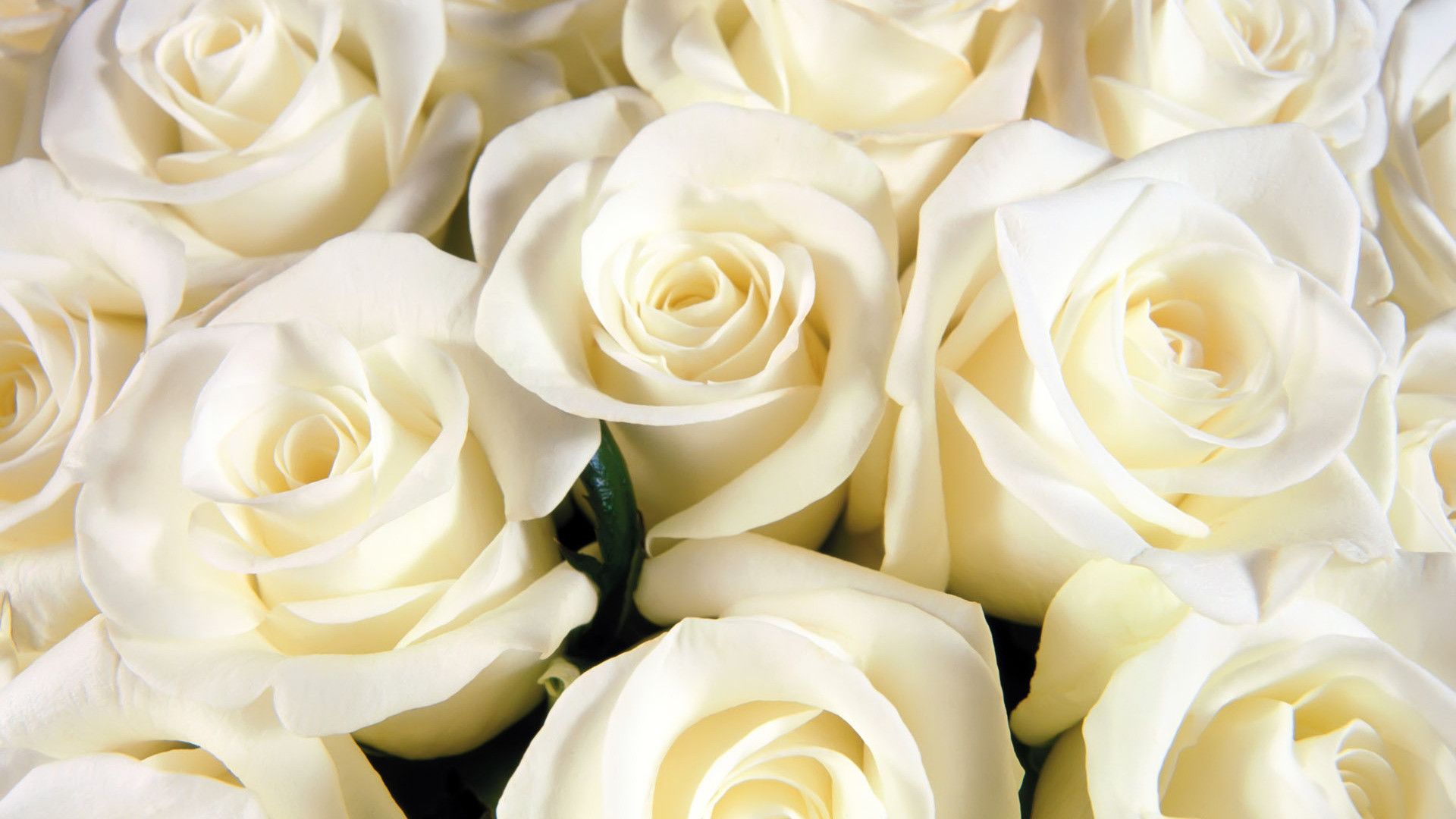 White Roses Screensaver Wallpapers