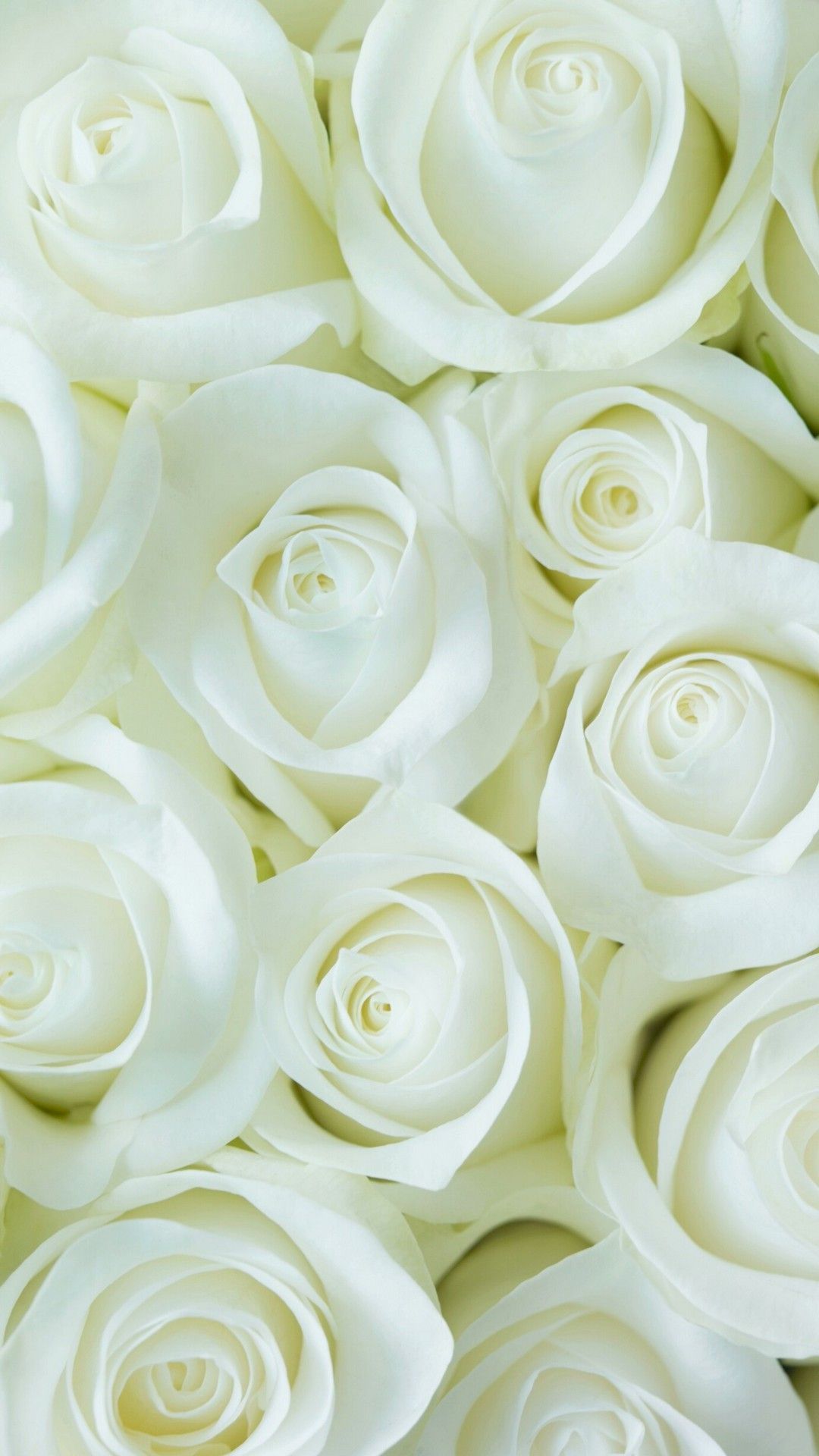 White Roses Screensaver Wallpapers