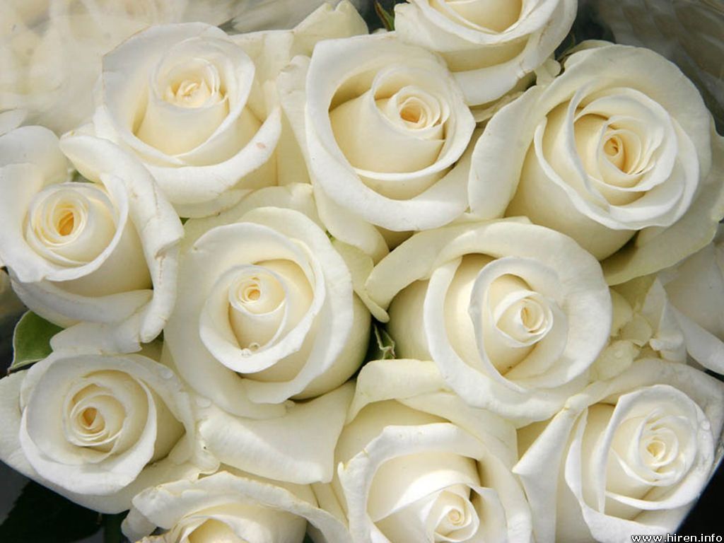 White Roses Screensaver Wallpapers