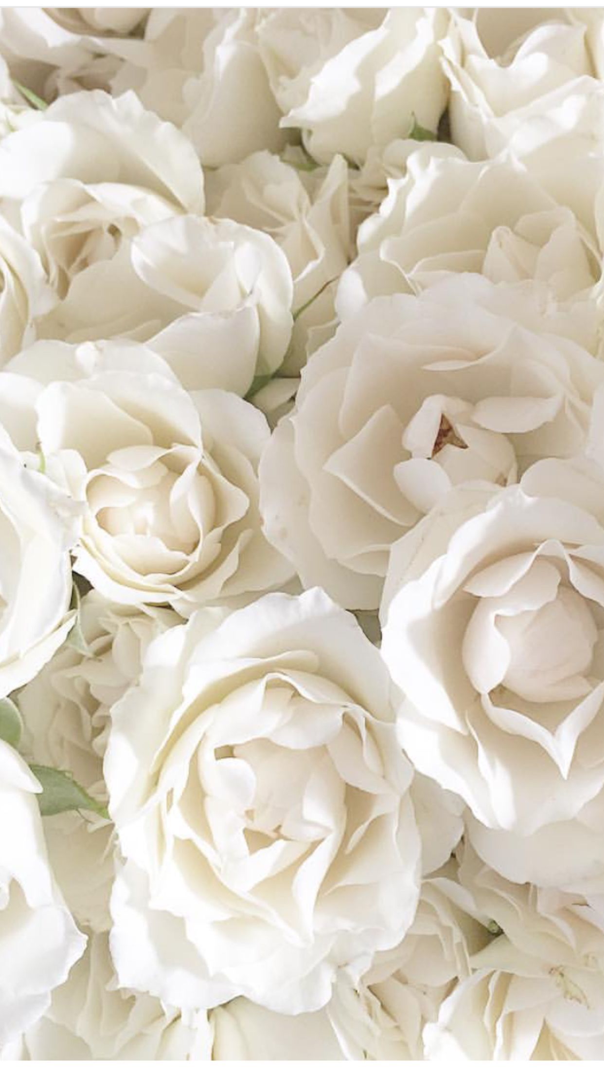 White Roses Screensaver Wallpapers