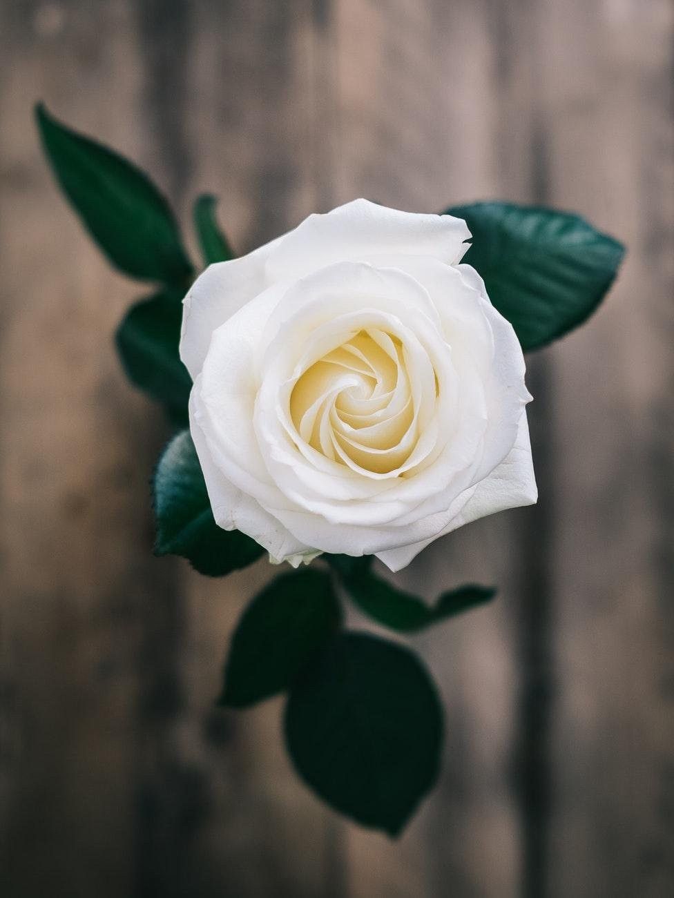 White Roses Screensaver Wallpapers