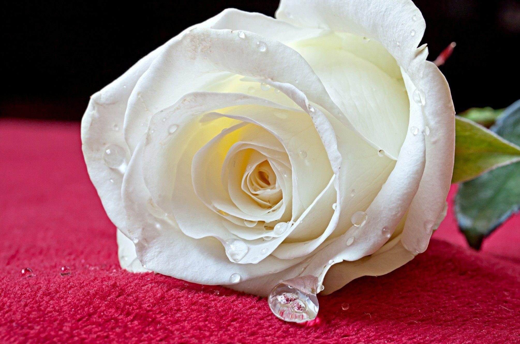 White Roses Screensaver Wallpapers