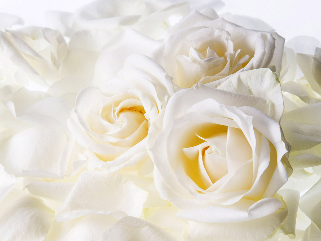 White Roses Screensaver Wallpapers