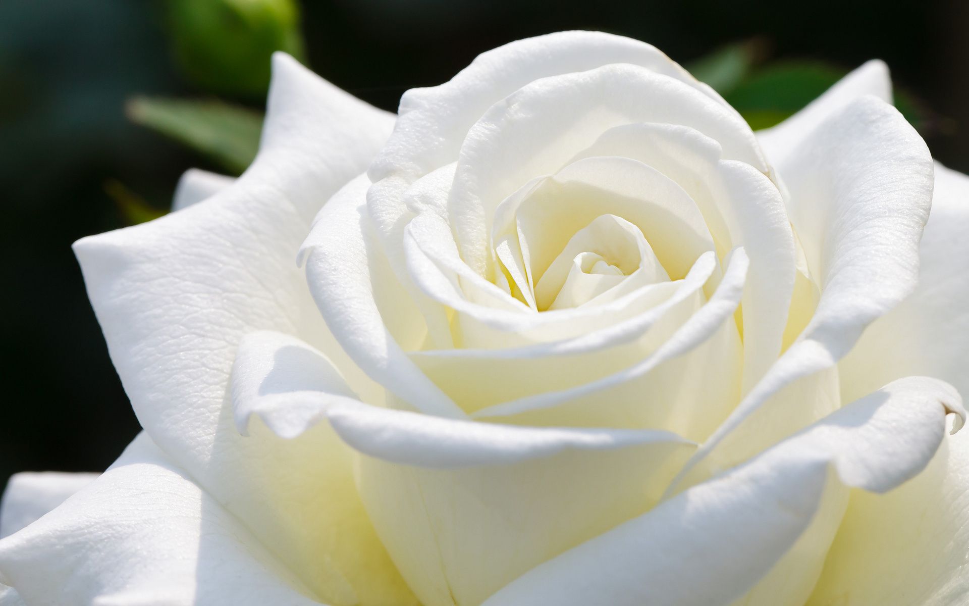 White Roses Screensaver Wallpapers