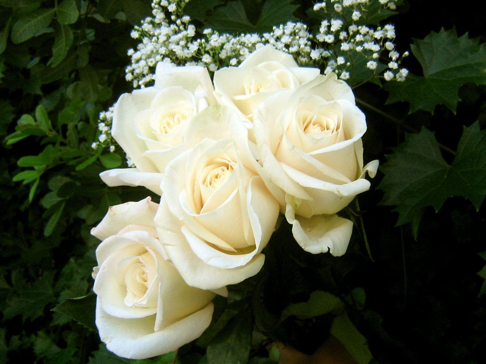 White Roses Screensaver Wallpapers