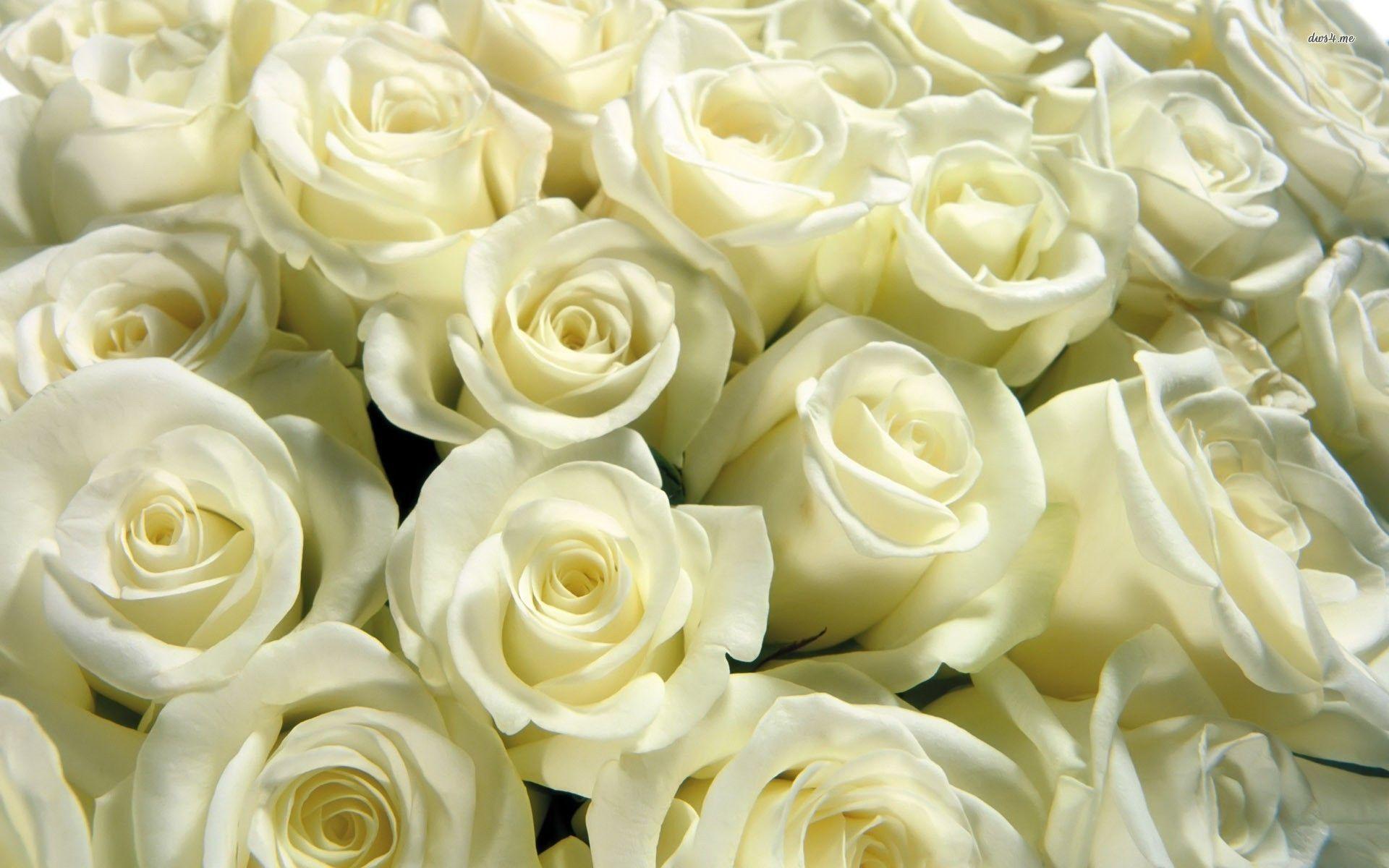 White Roses Screensaver Wallpapers