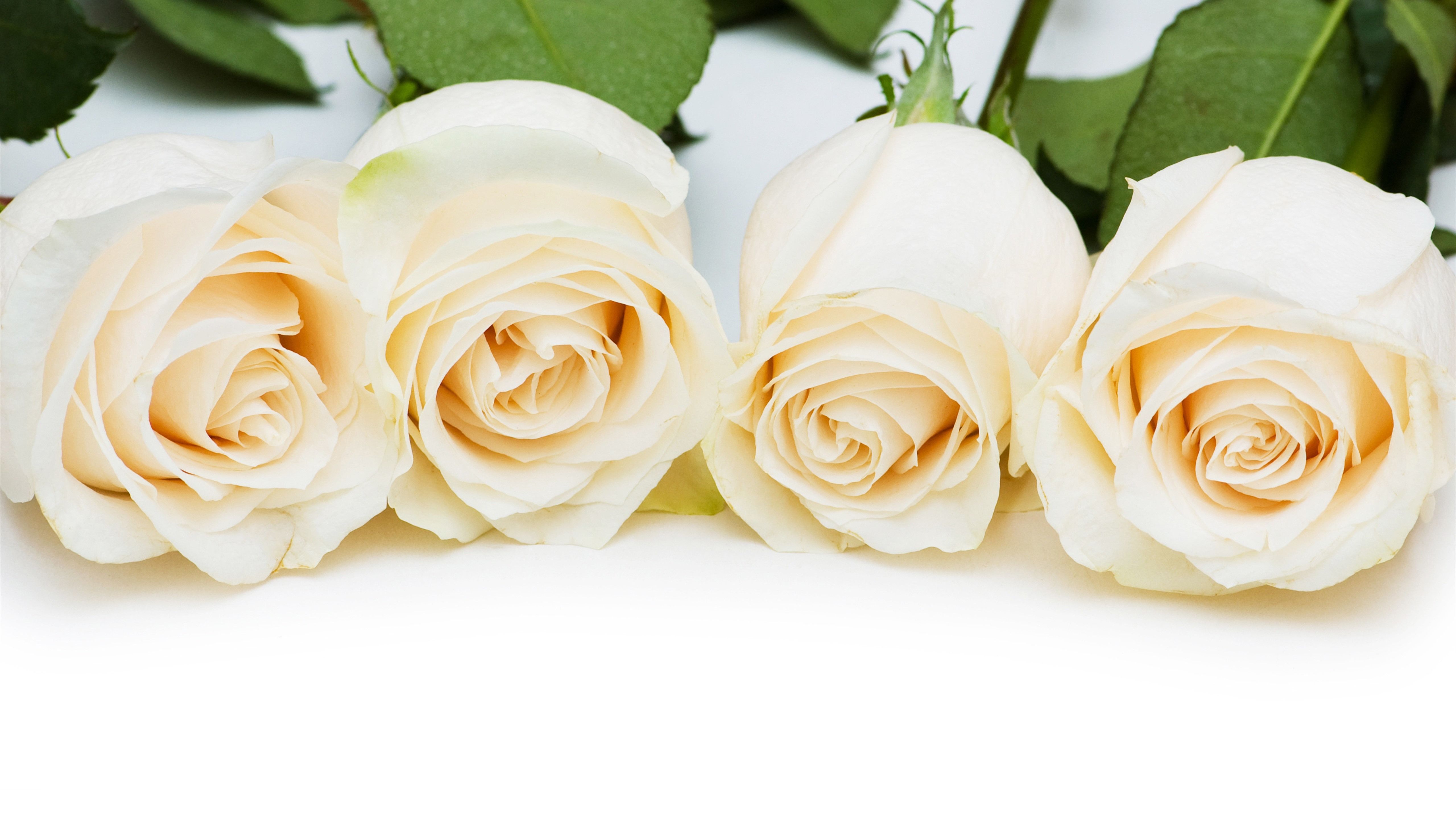 White Roses Screensaver Wallpapers