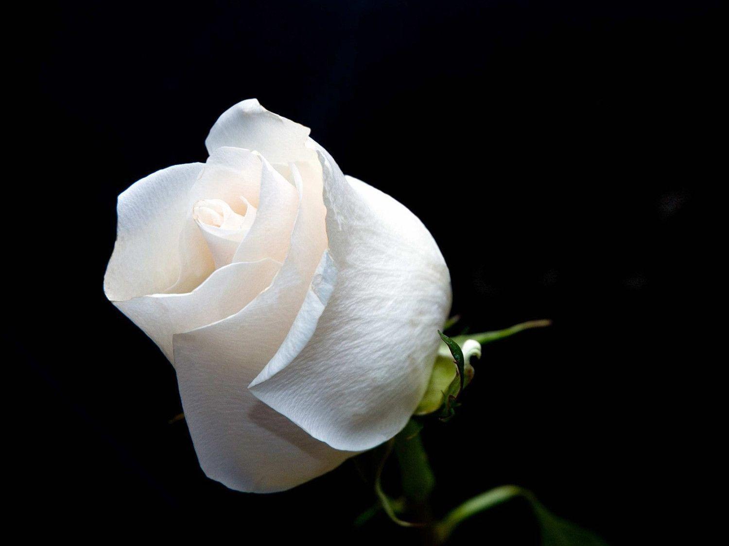 White Roses Screensaver Wallpapers