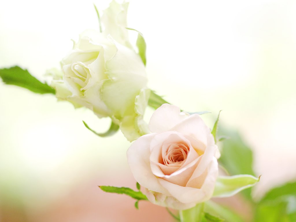 White Roses Screensaver Wallpapers