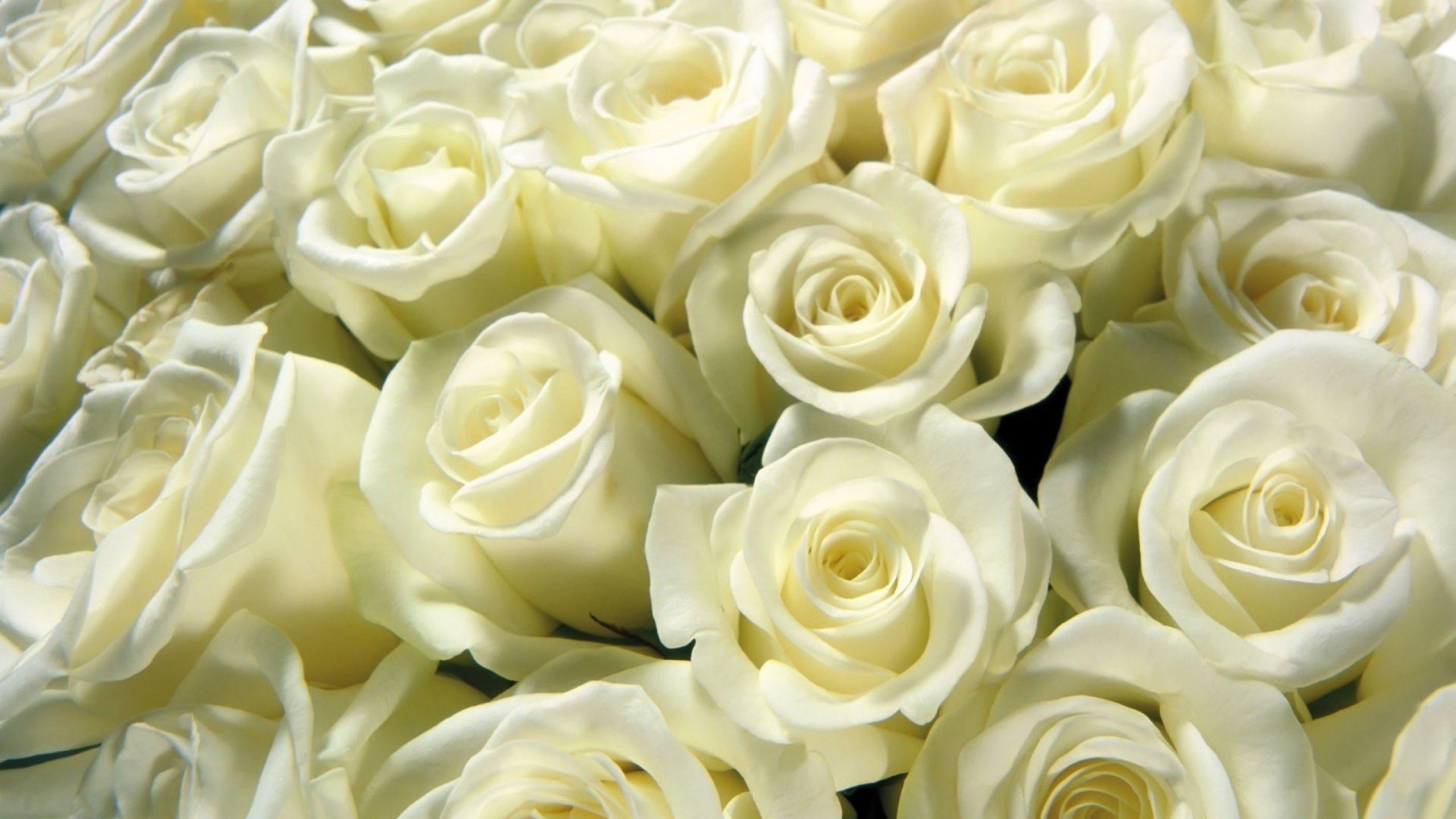 White Roses Screensaver Wallpapers