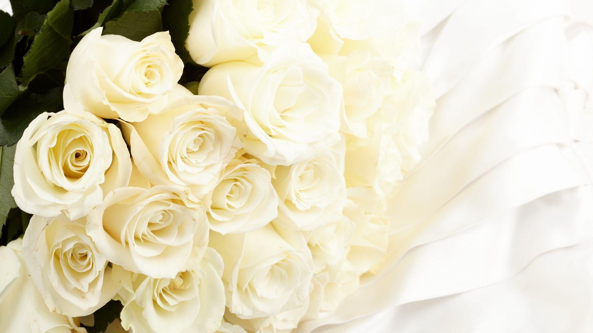 White Roses Screensaver Wallpapers